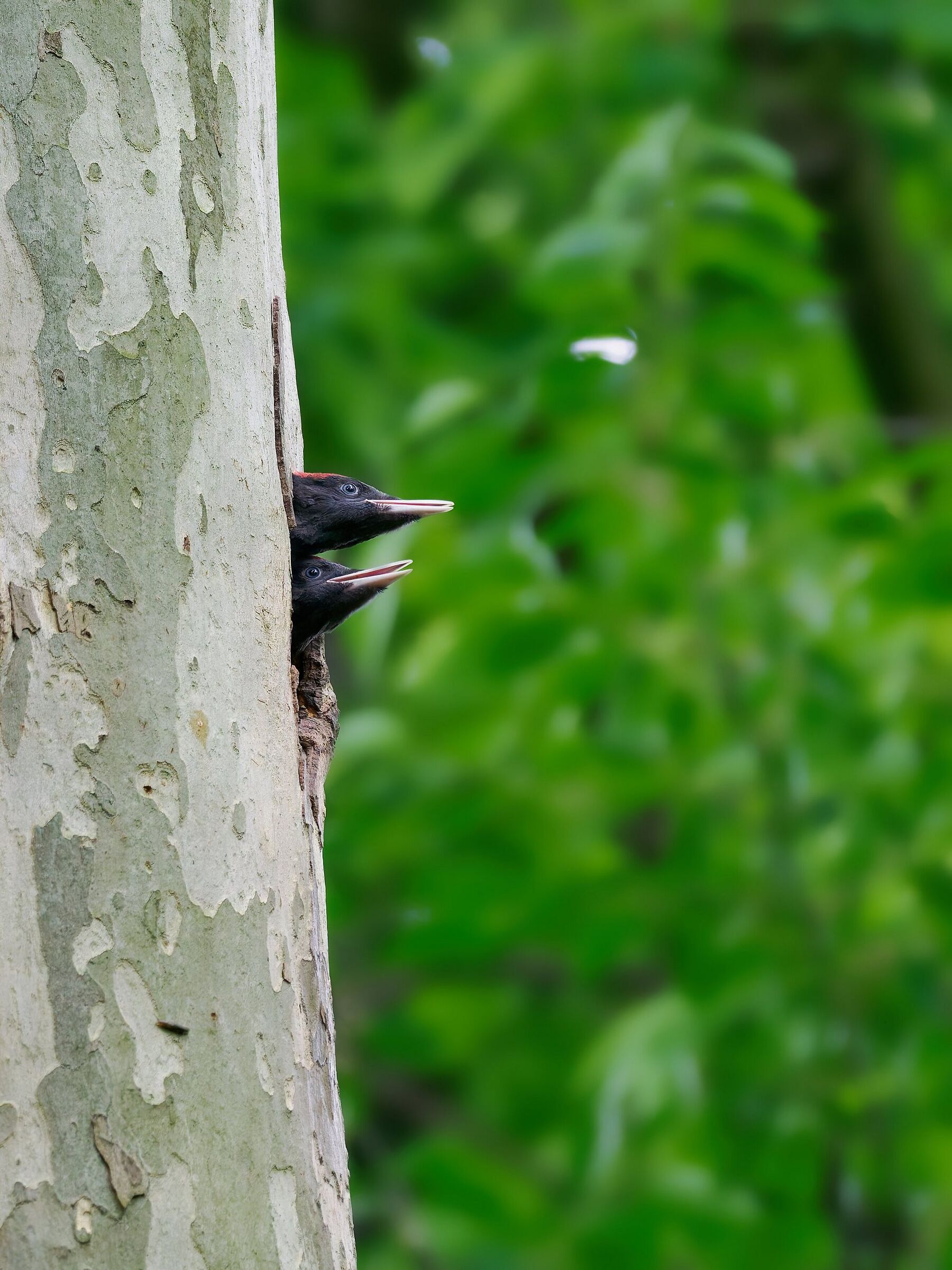 Black woodpecker: the young are hungry