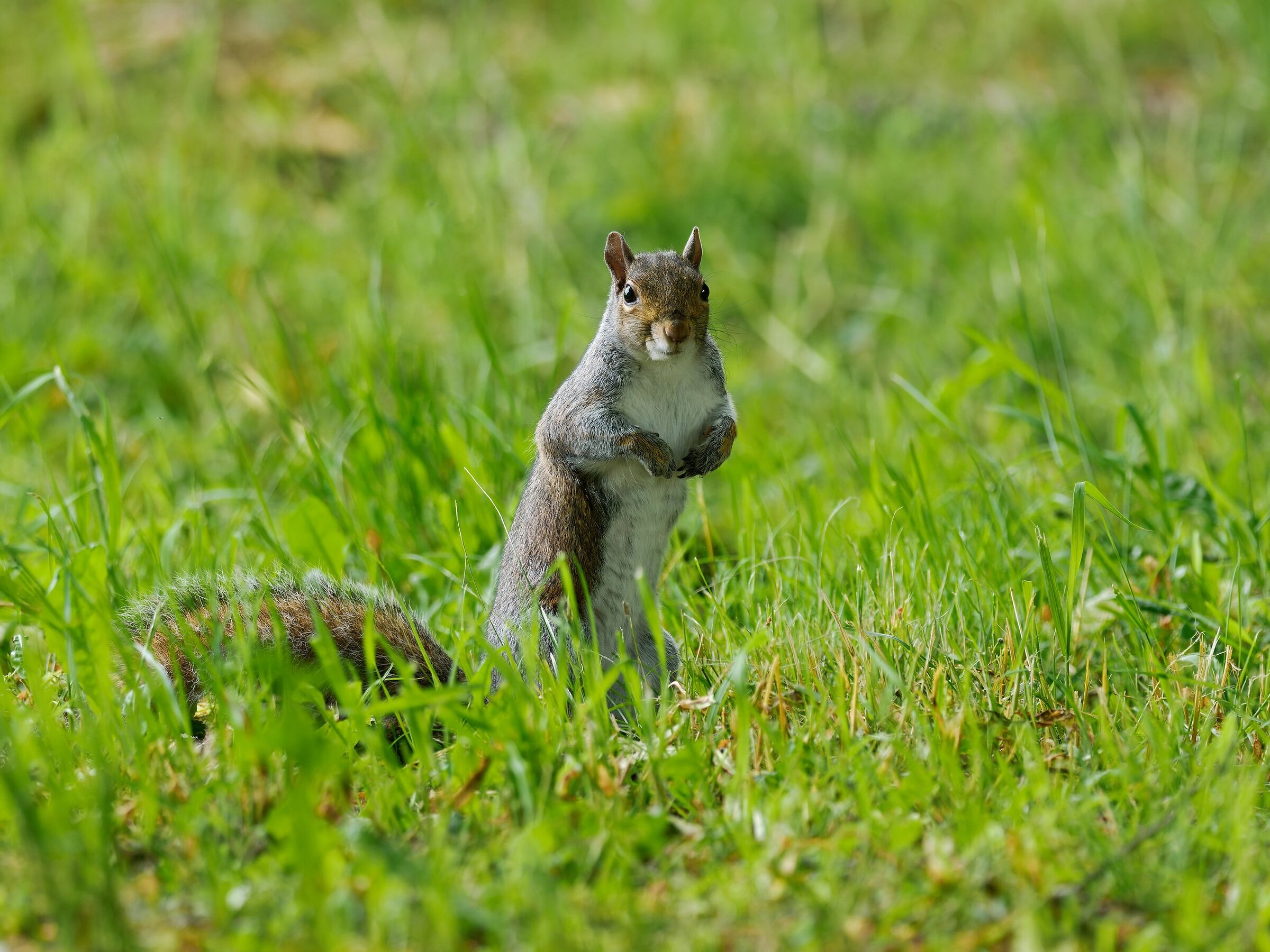 Grey squirrel.