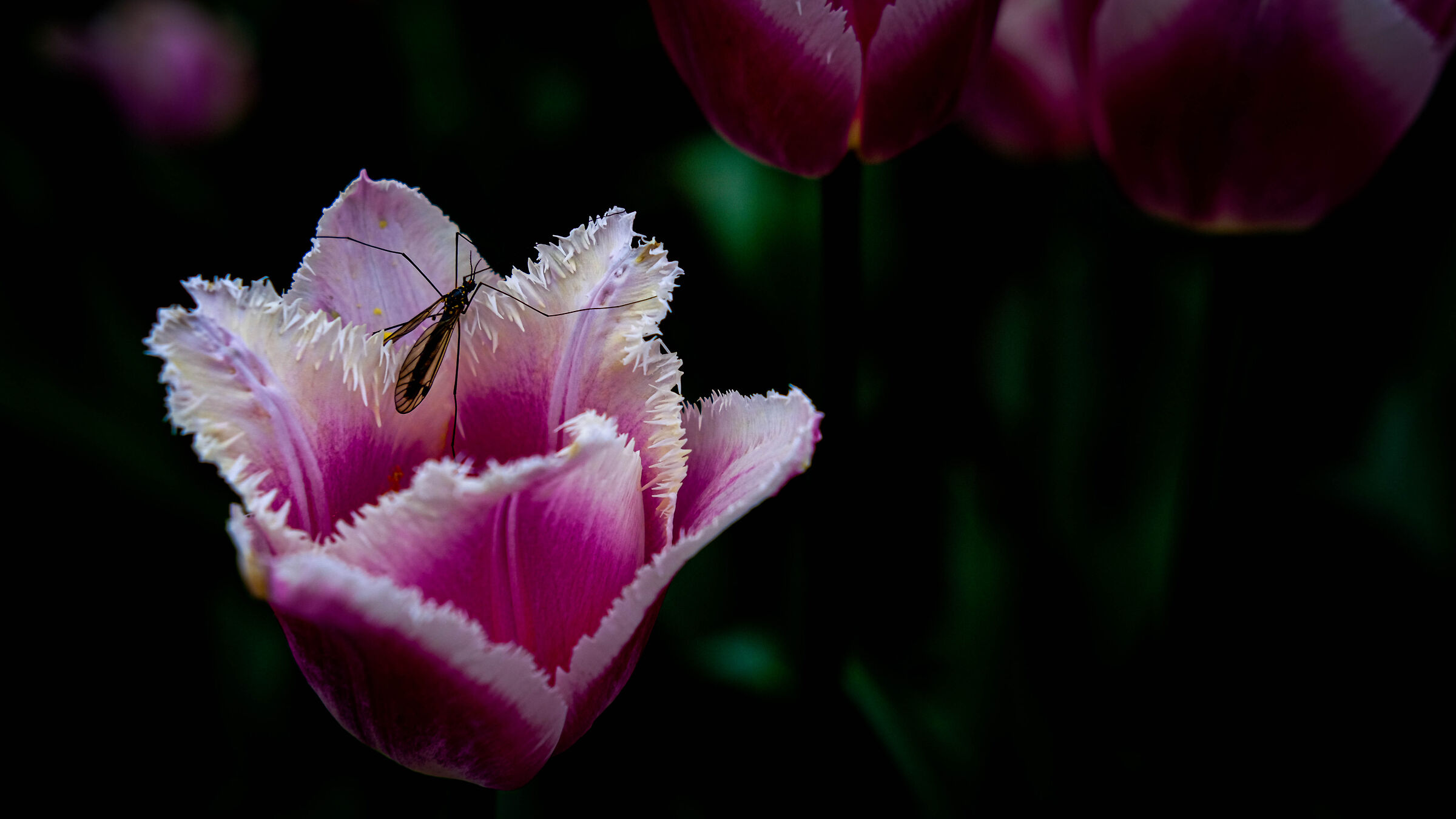 Lying on white and violet.