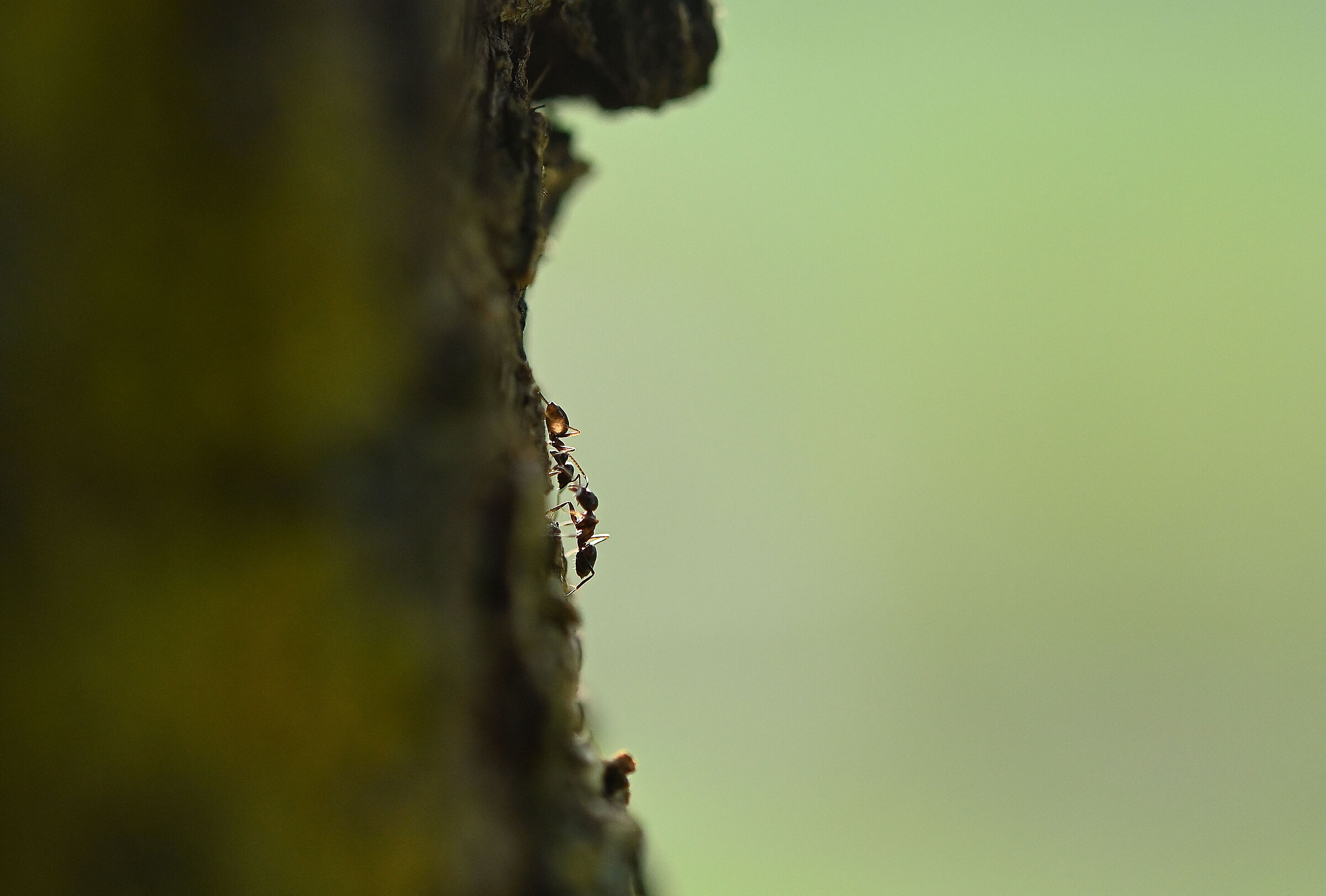Ants on the tree