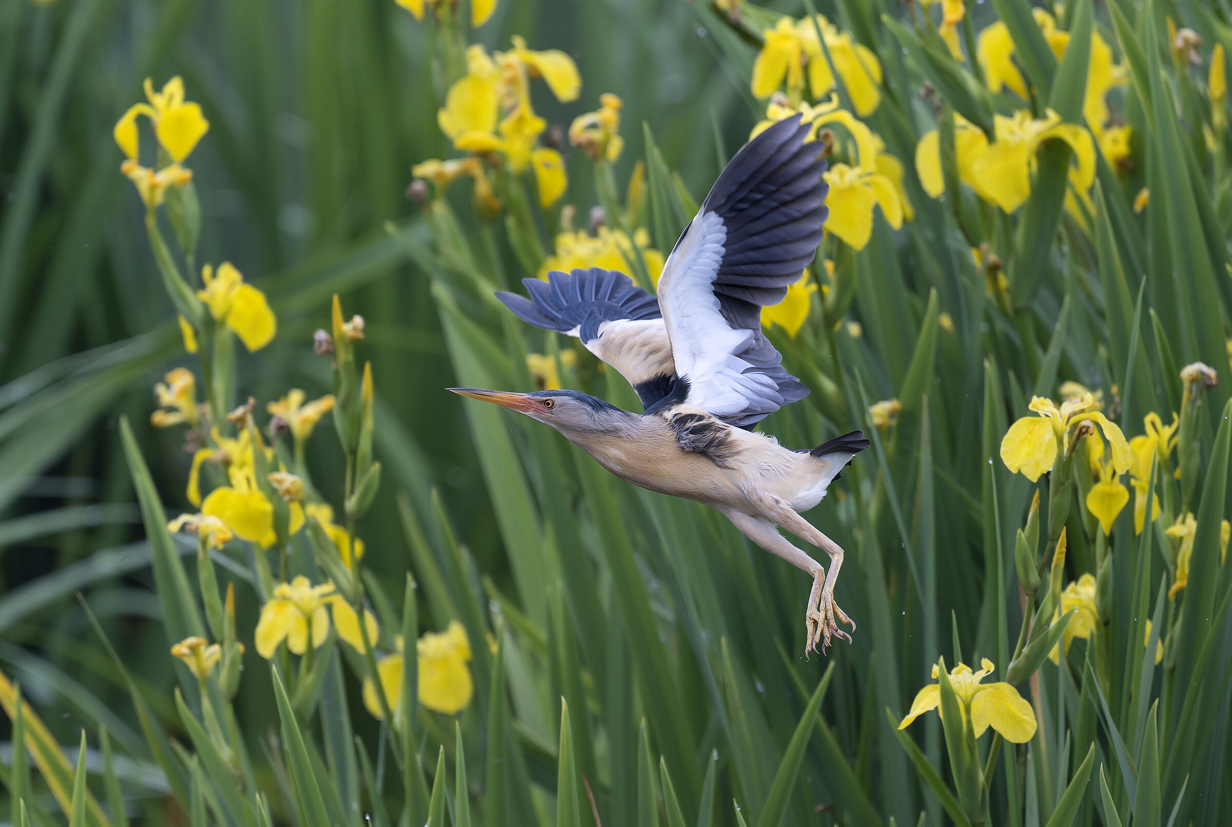 Little Bittern - Pesio Valley - Piedmont