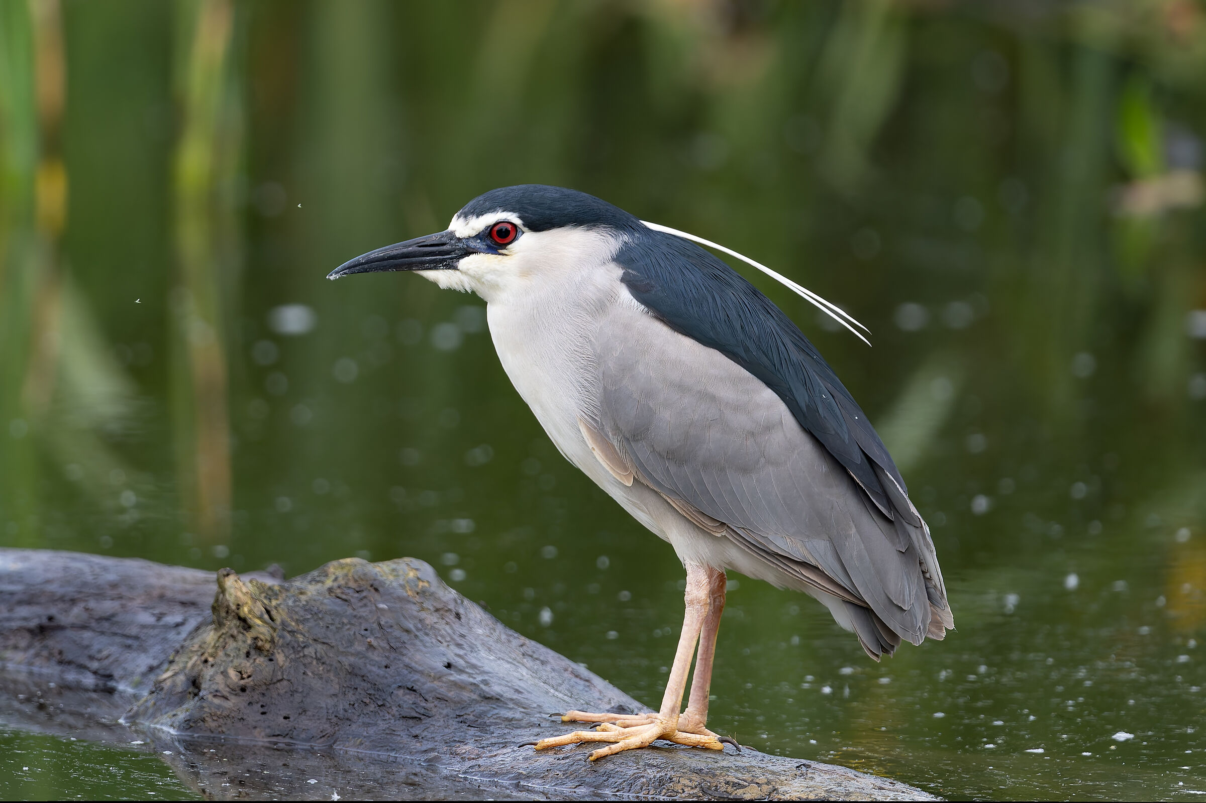 Night Heron - Valle Pesio - Piedmont