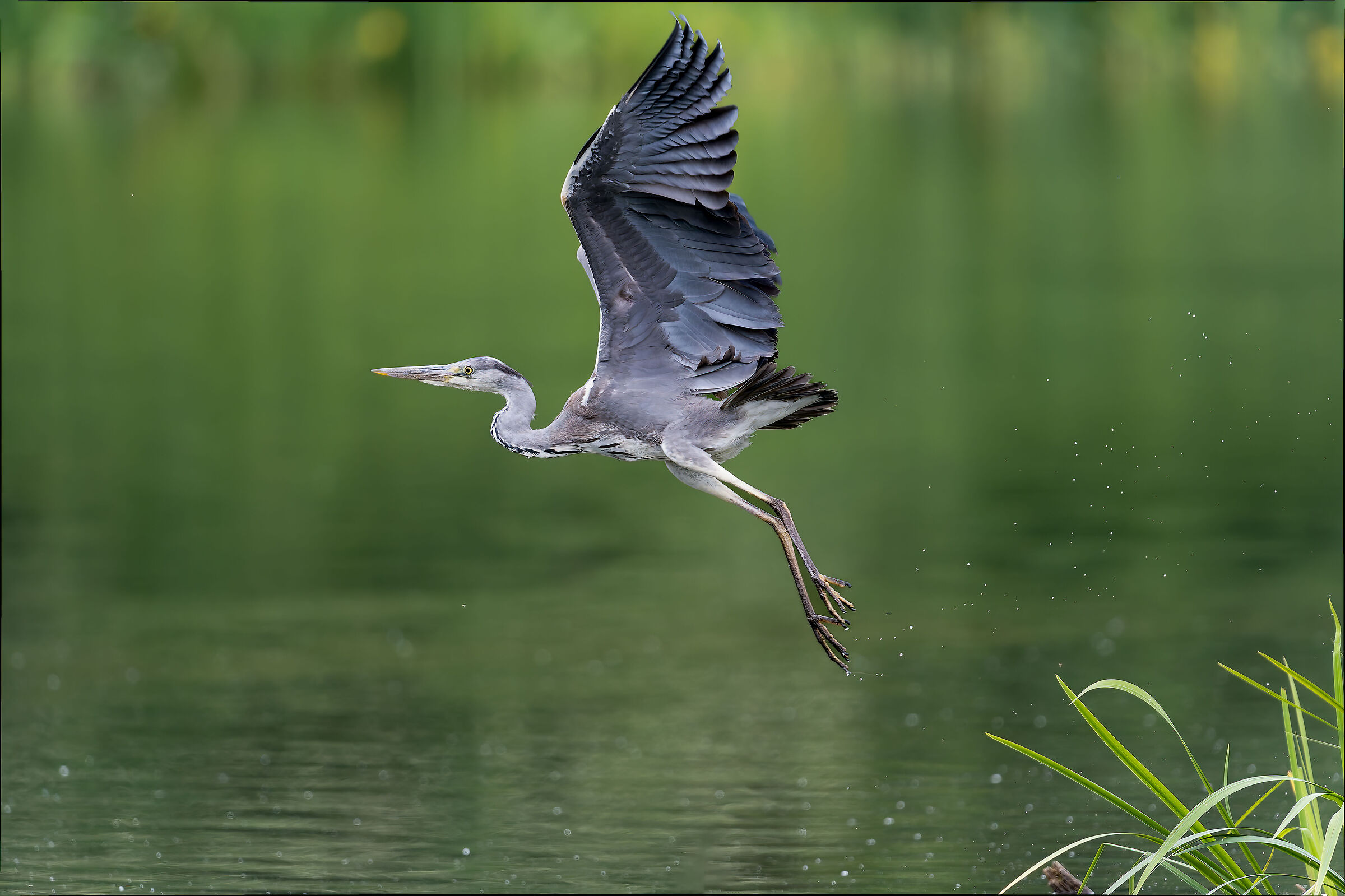 Grey Heron - Pesio Valley - Piedmont