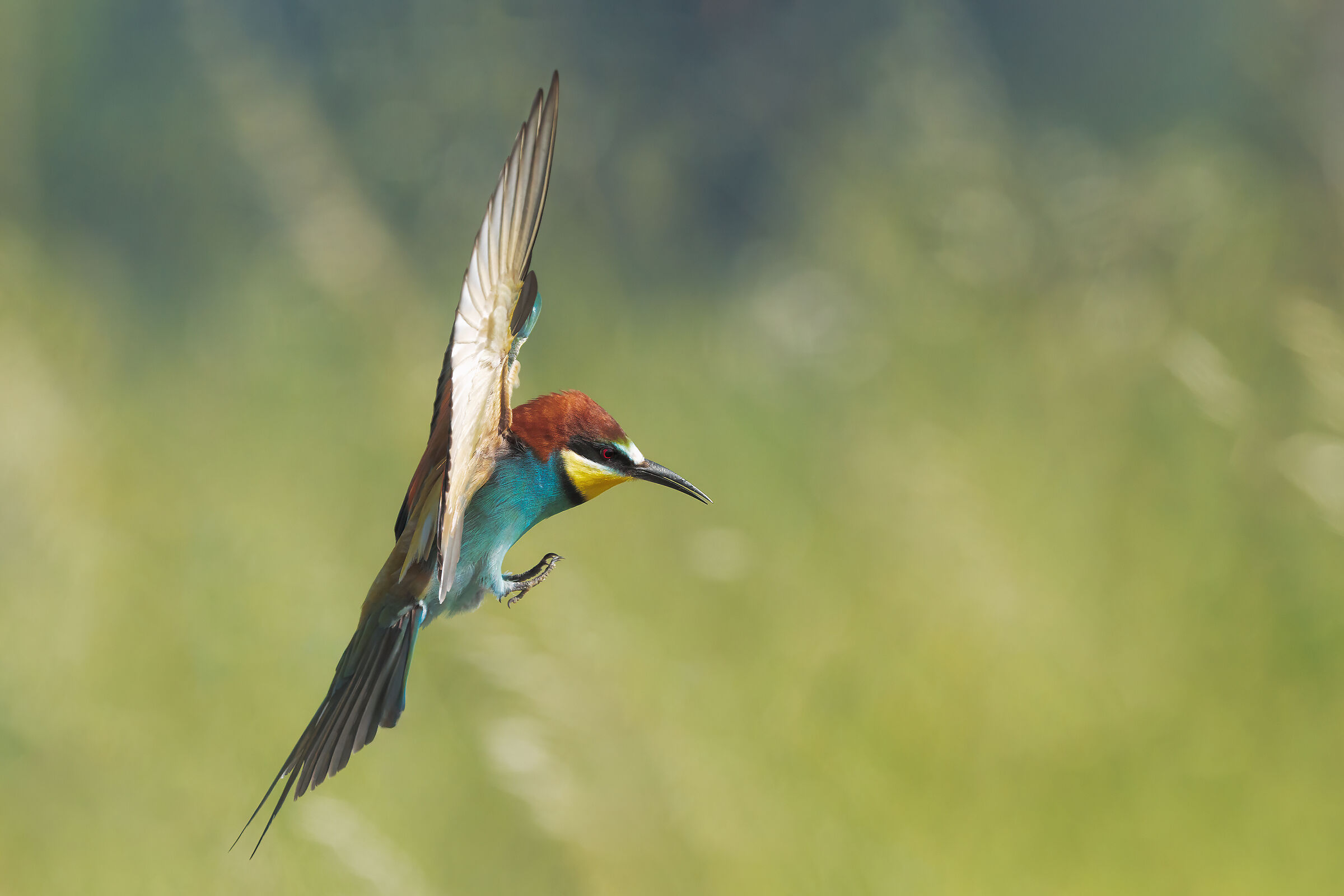 Arrival Bee-eater