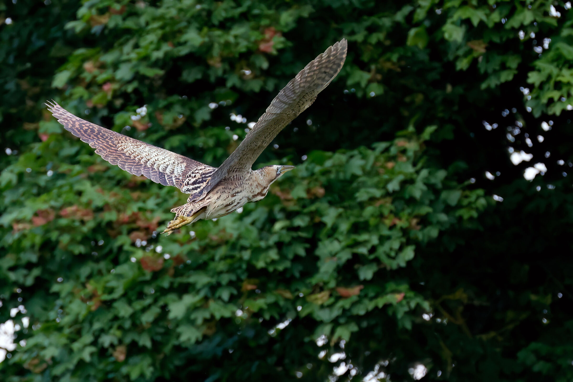 Flying bittern