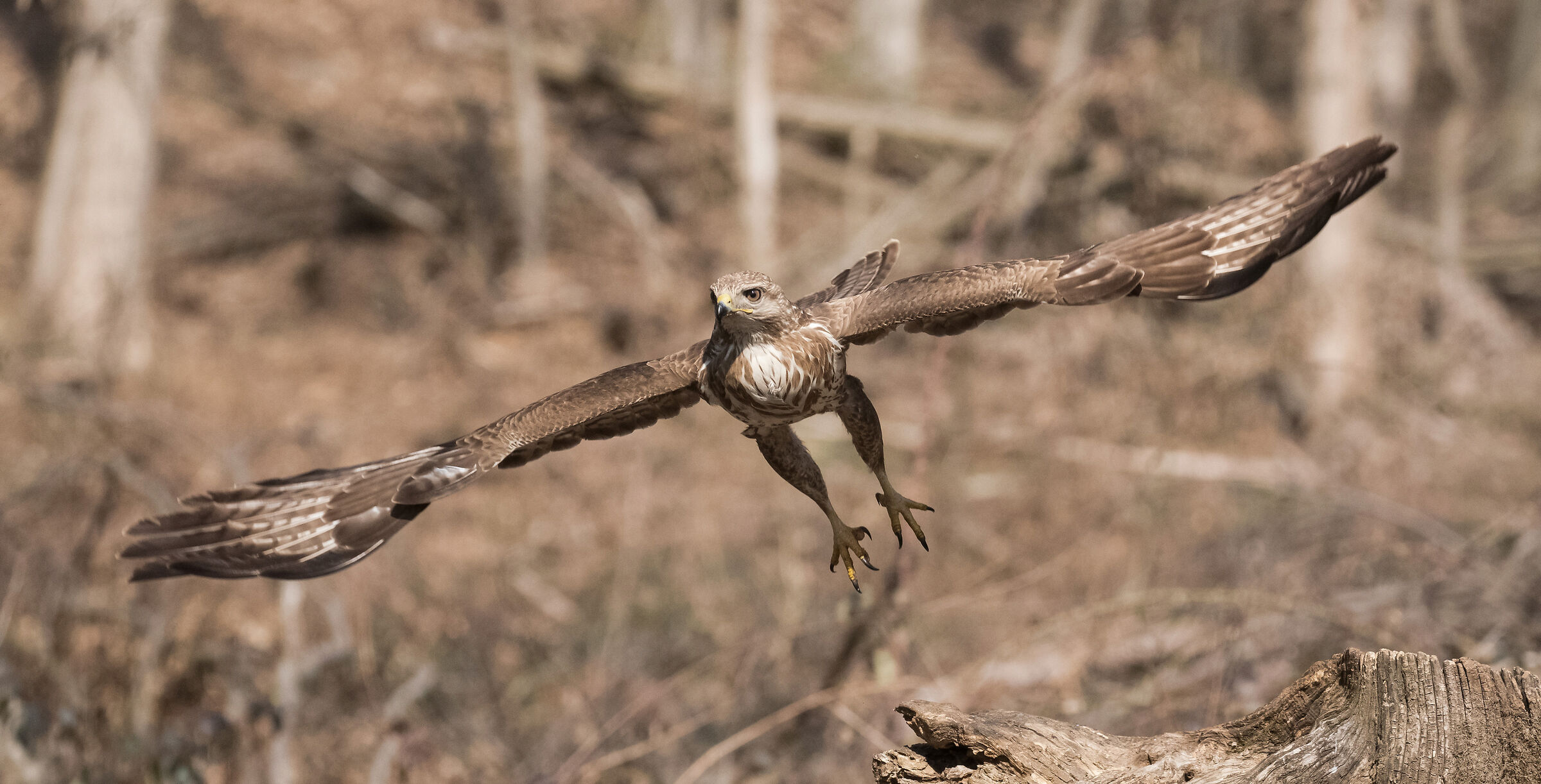 buzzard