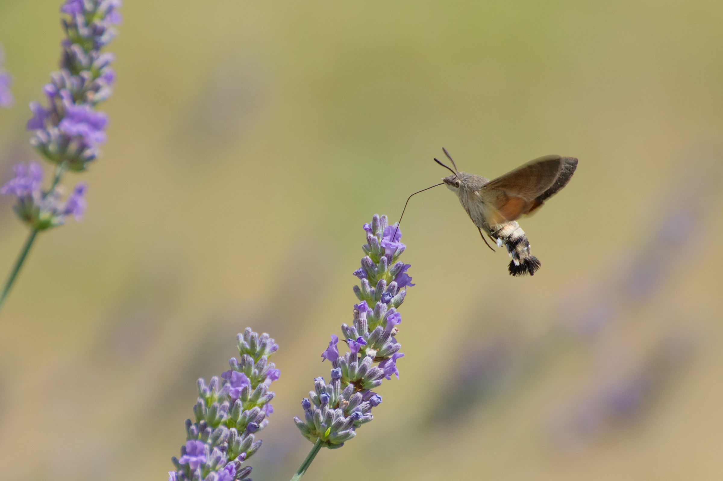 Macroglossum Stellatarum