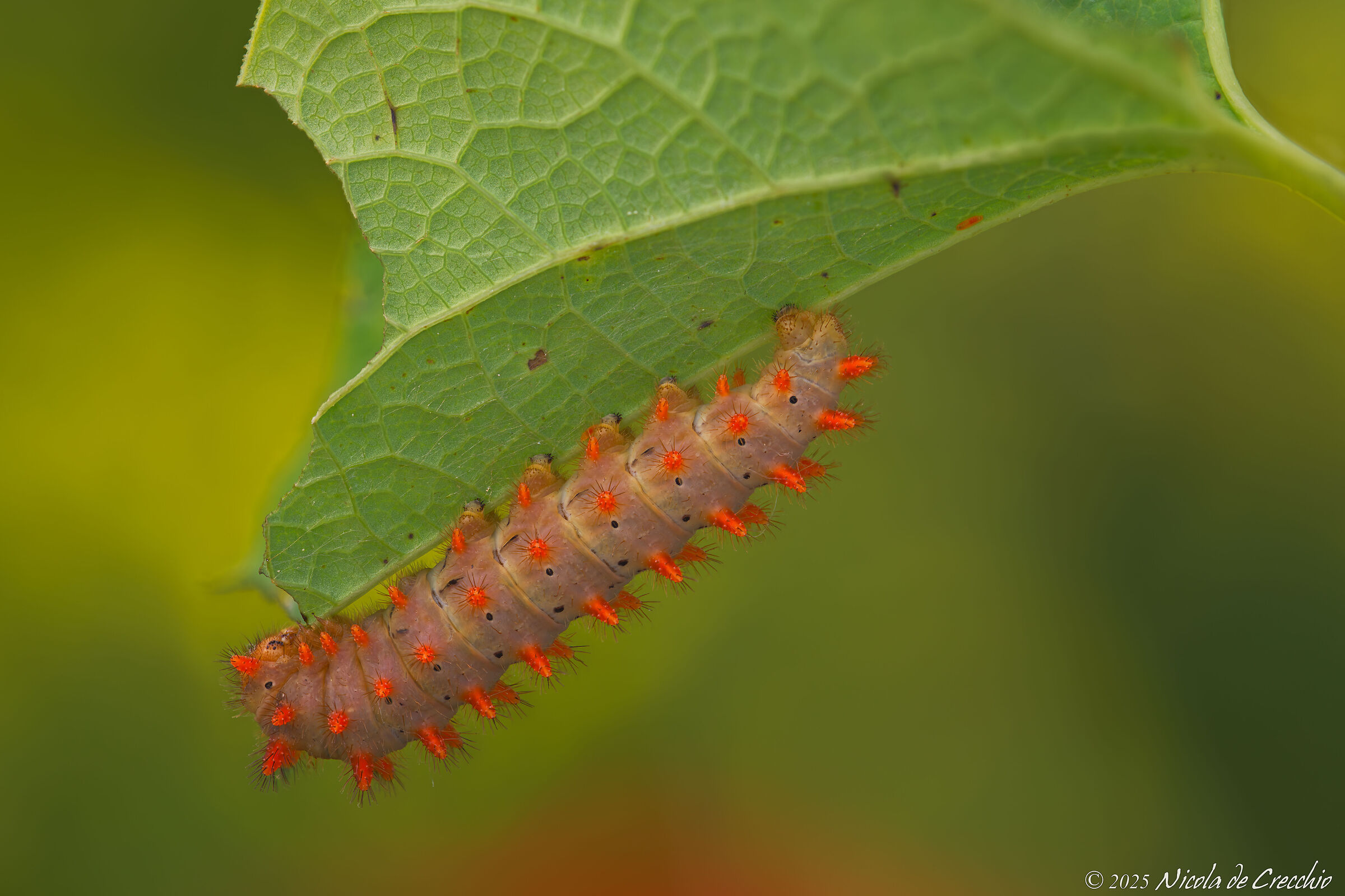 La Zerynthia dell'anno prossimo