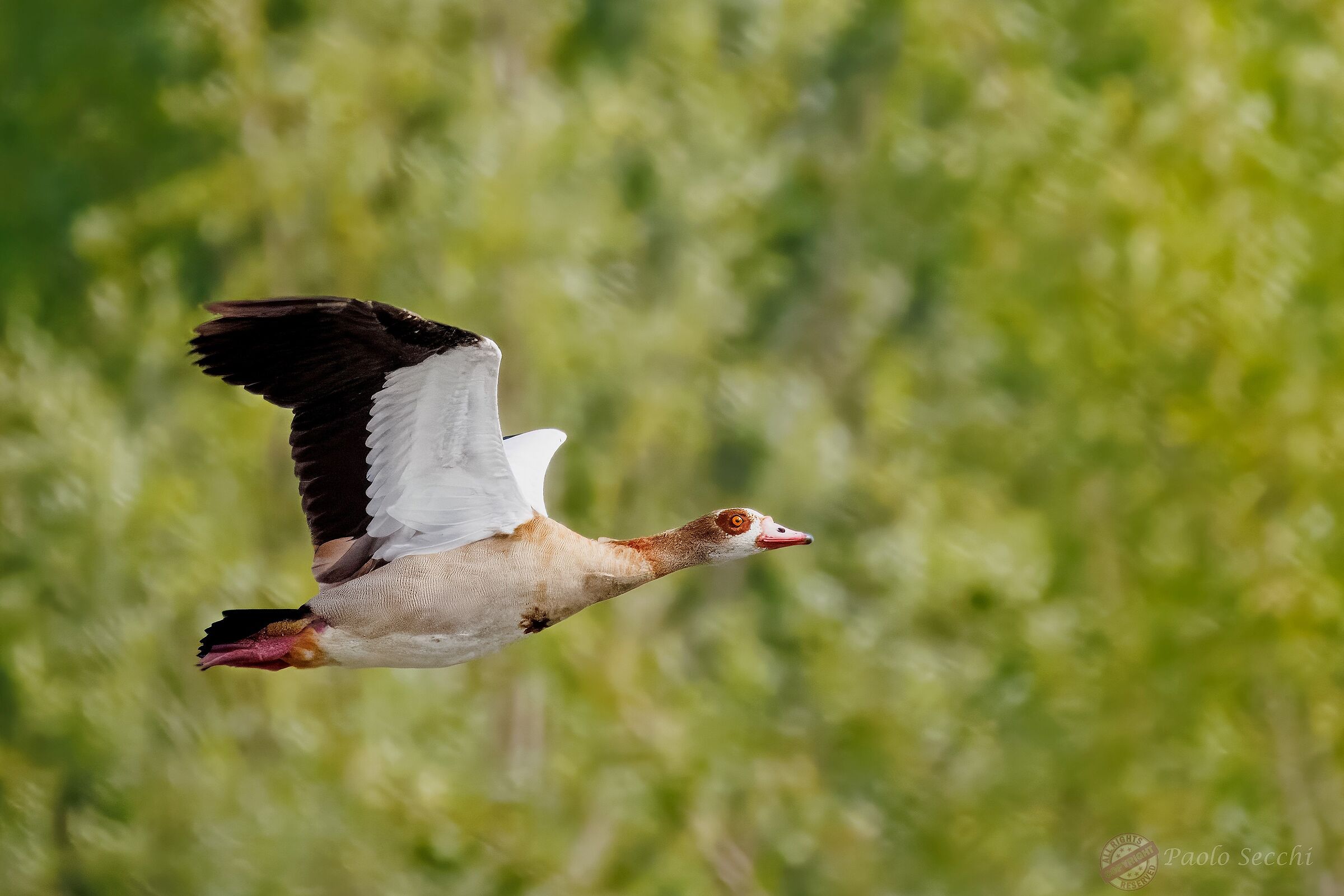 Egyptian Goose