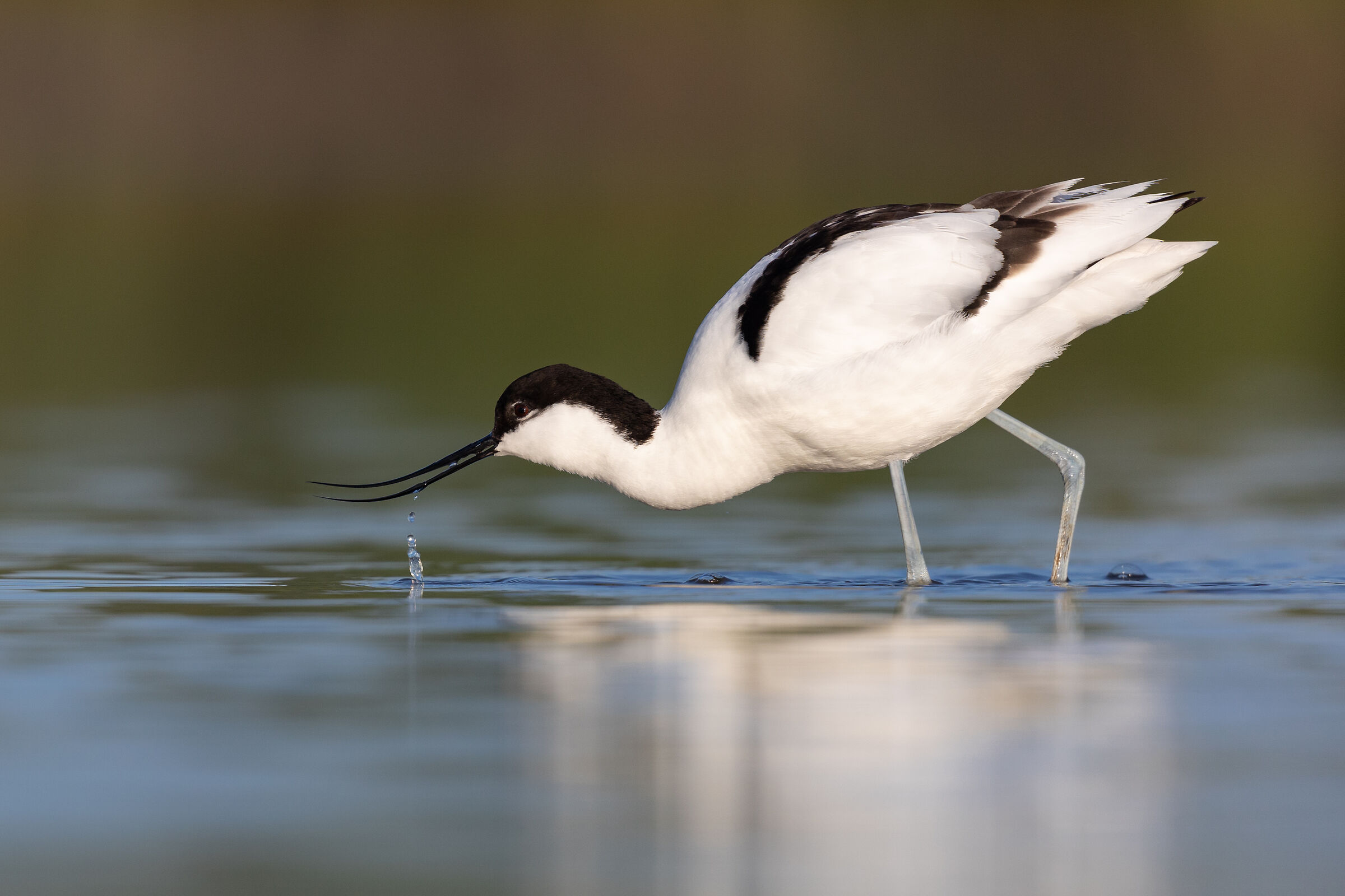 Avocetta
