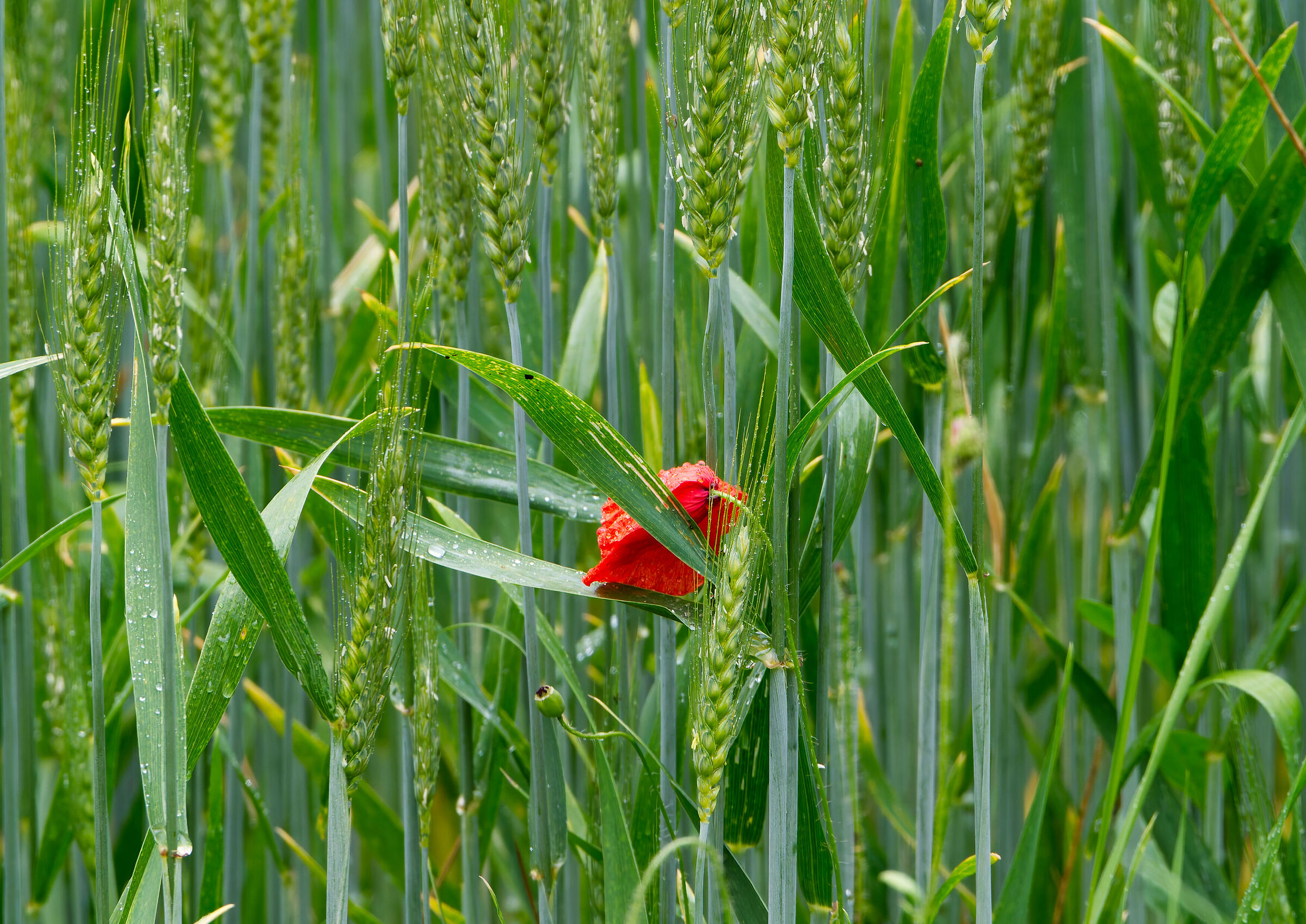 Un papavero nel grano