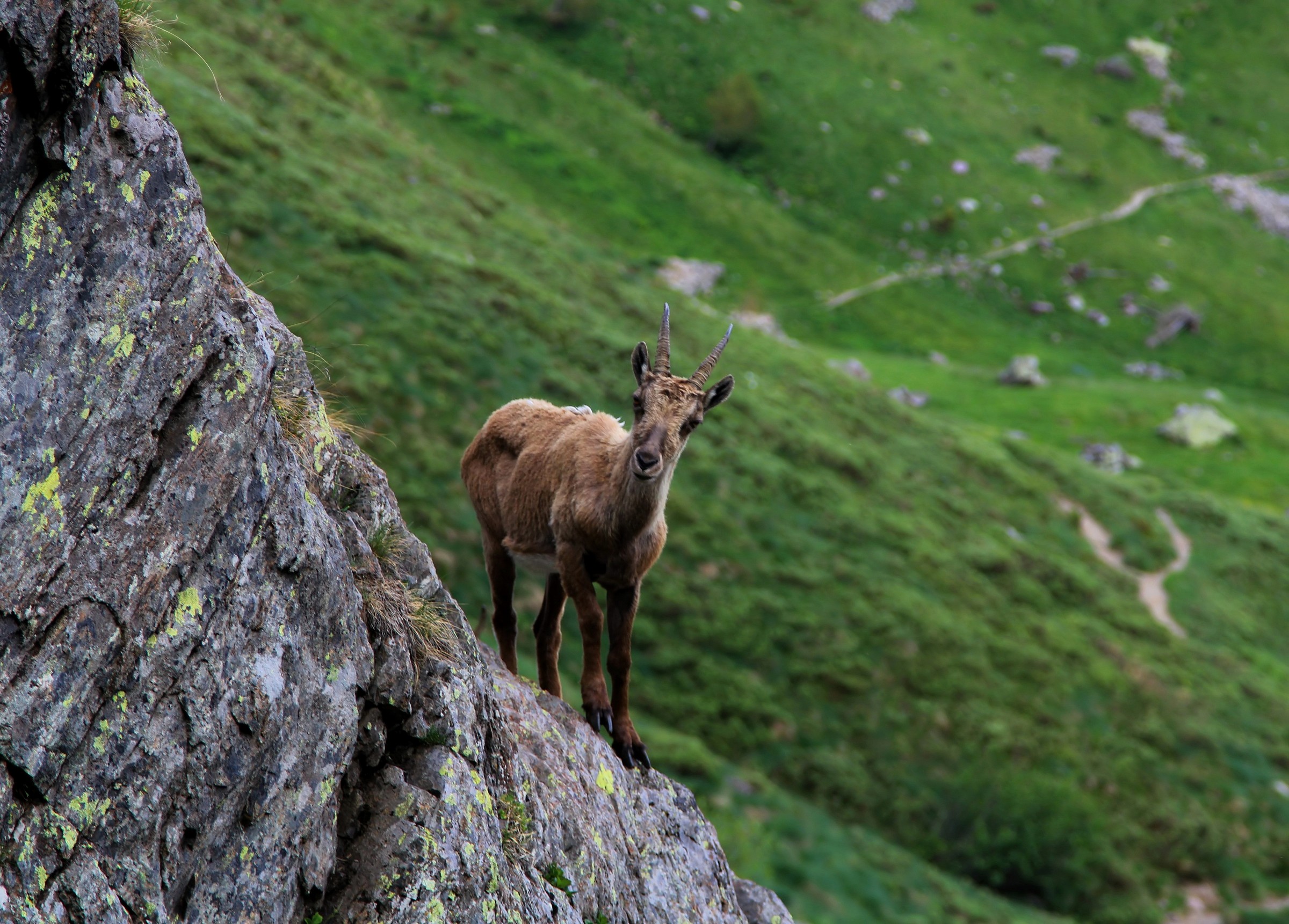 Stambecco ( rif. Benigni )