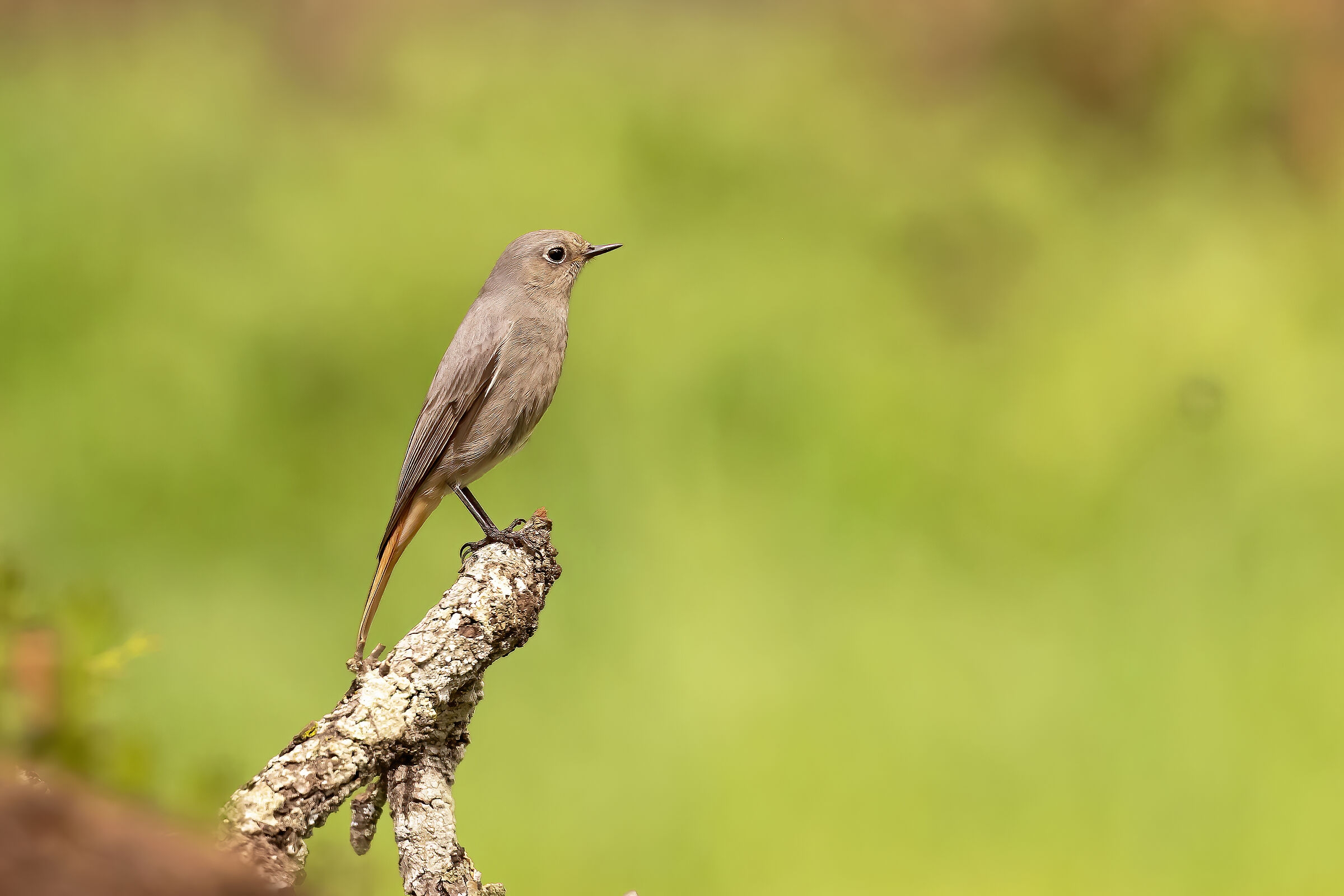 Black redstart