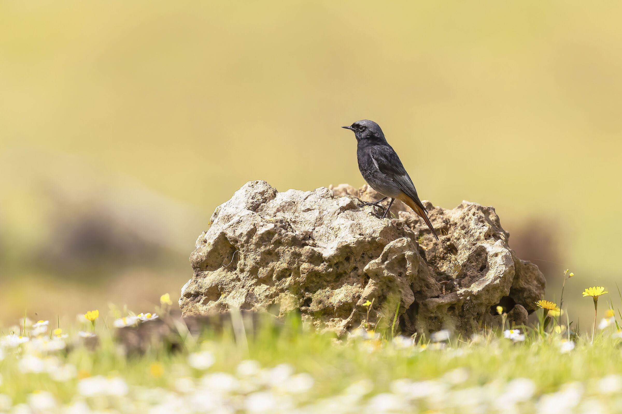 Codirosso spazzacamino