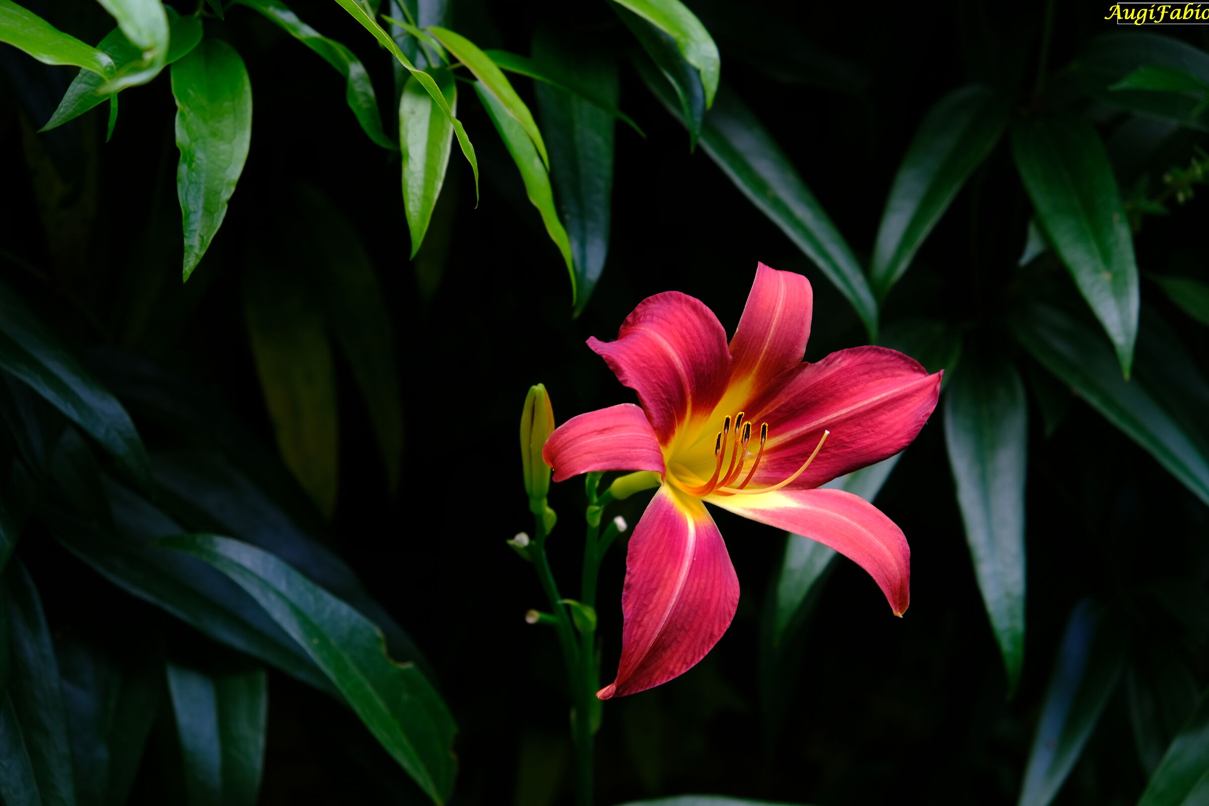 luminosita
