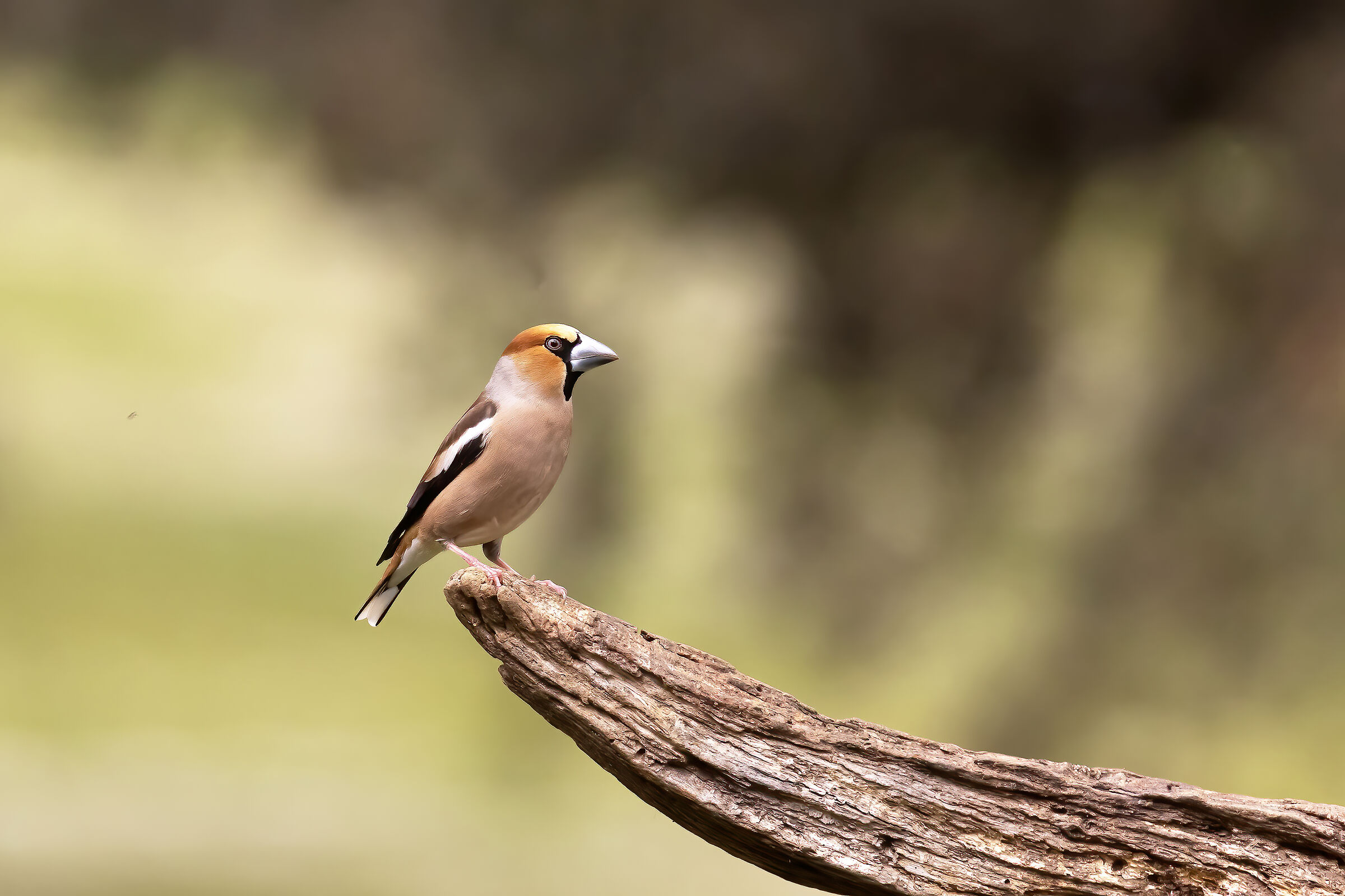 Hawfinch