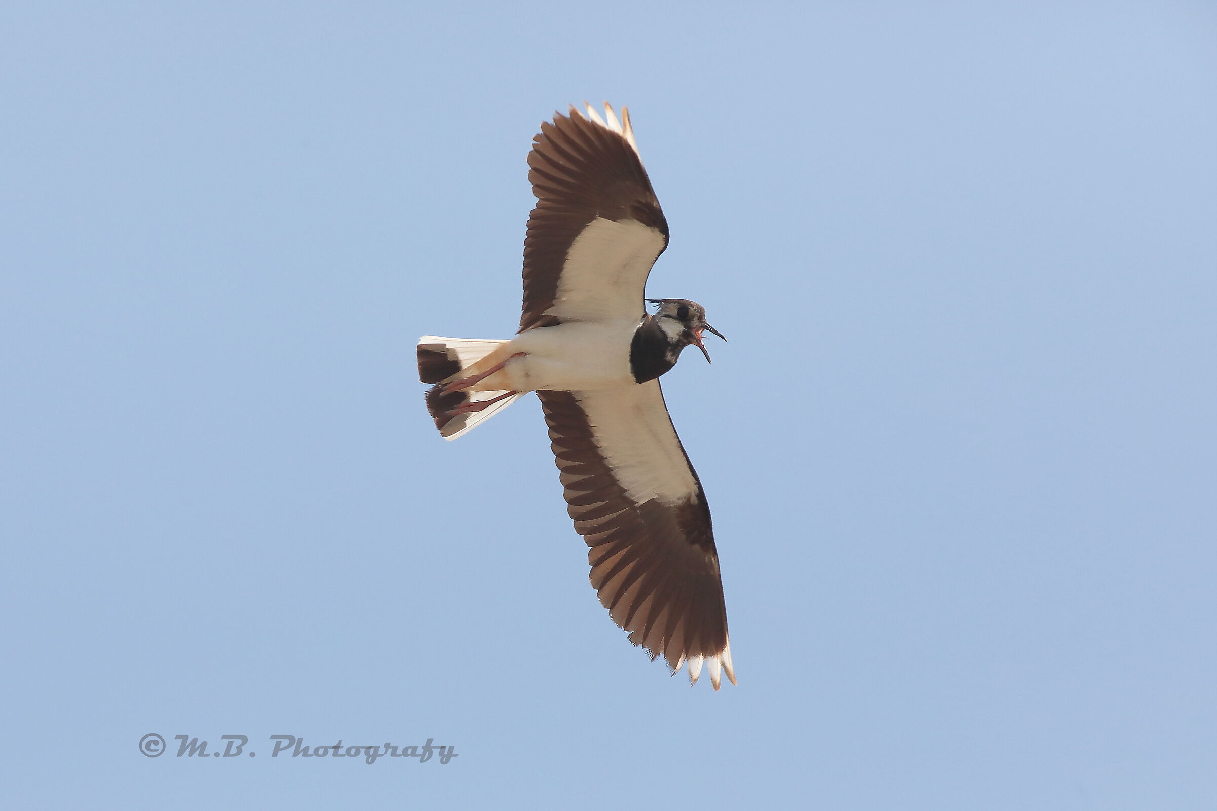 Lapwing