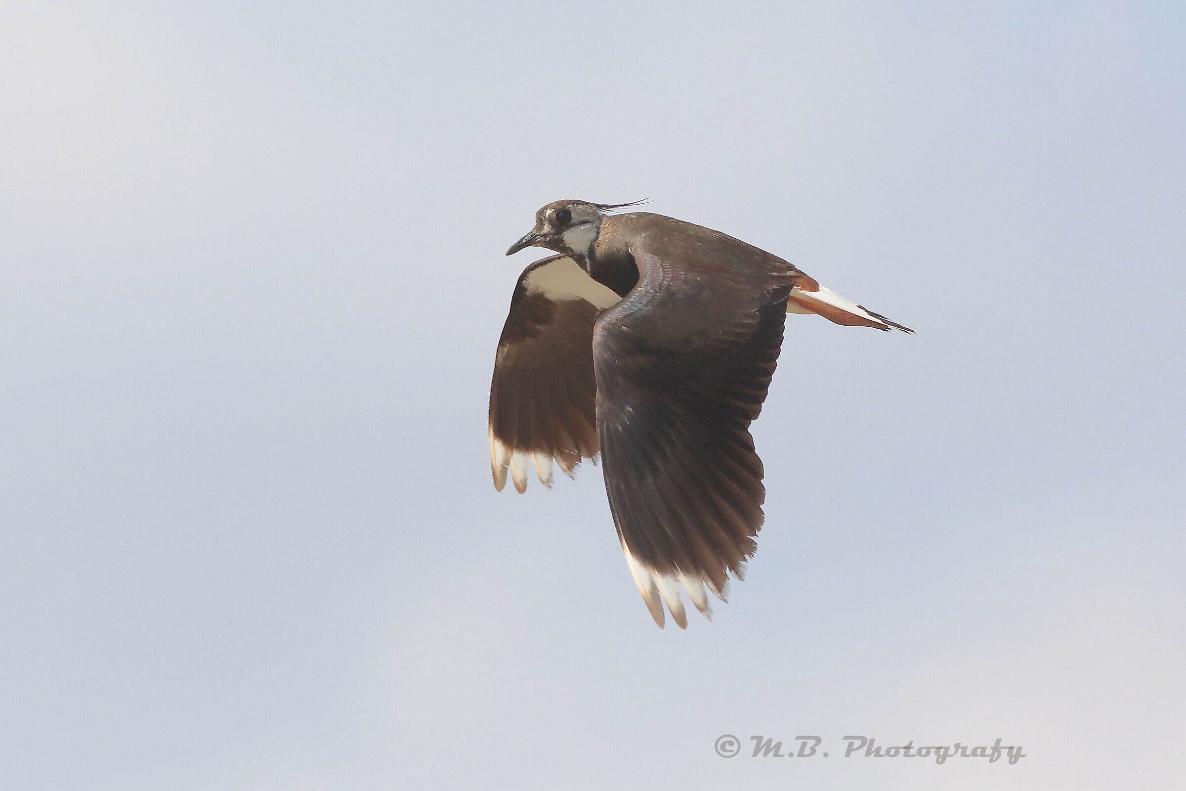 Lapwing 2