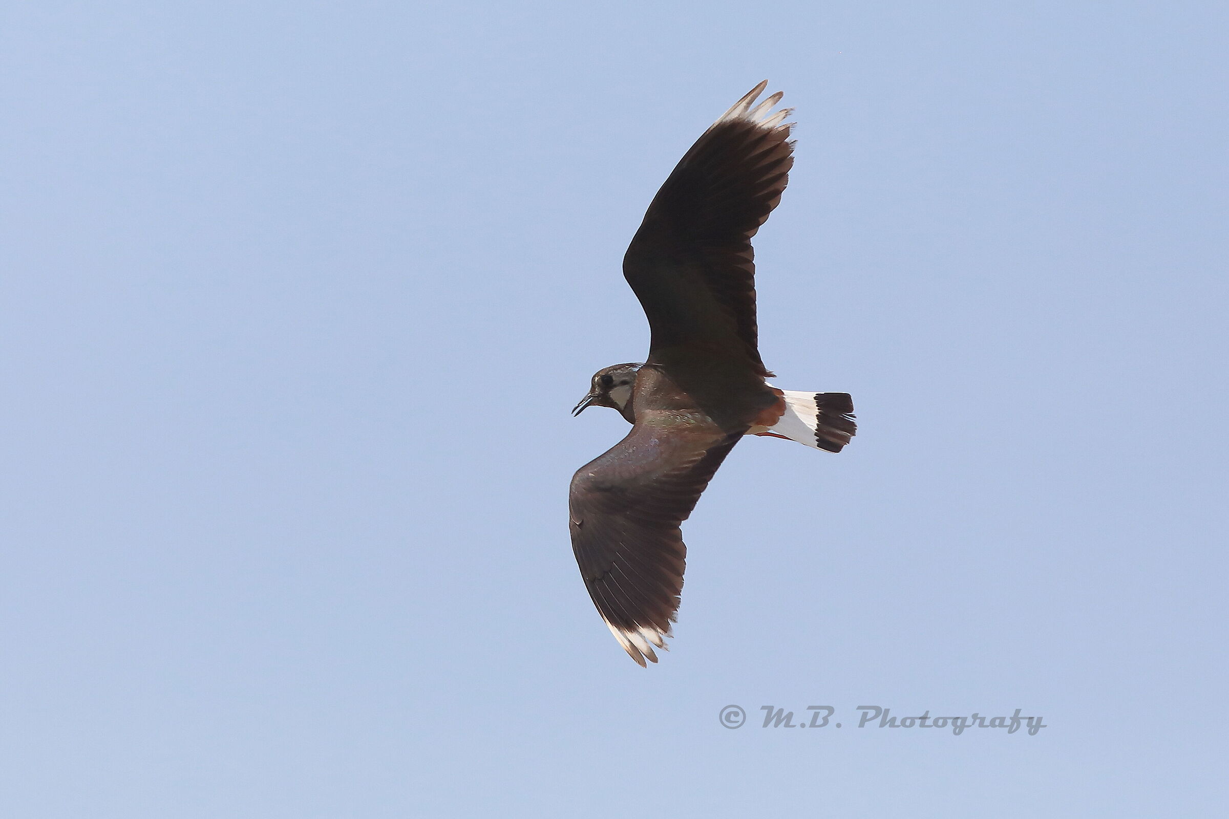 Lapwing 3