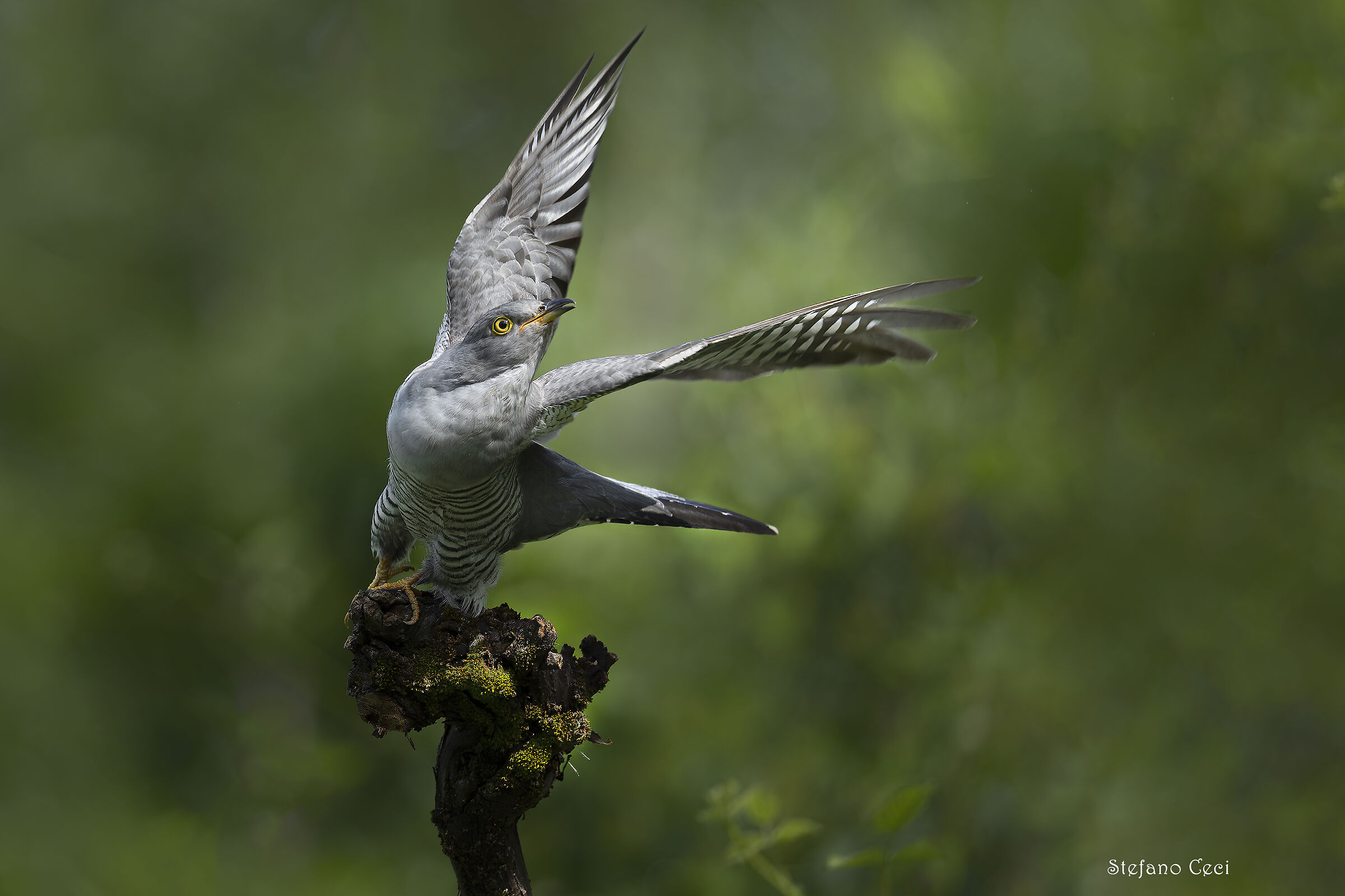 Cuckoo