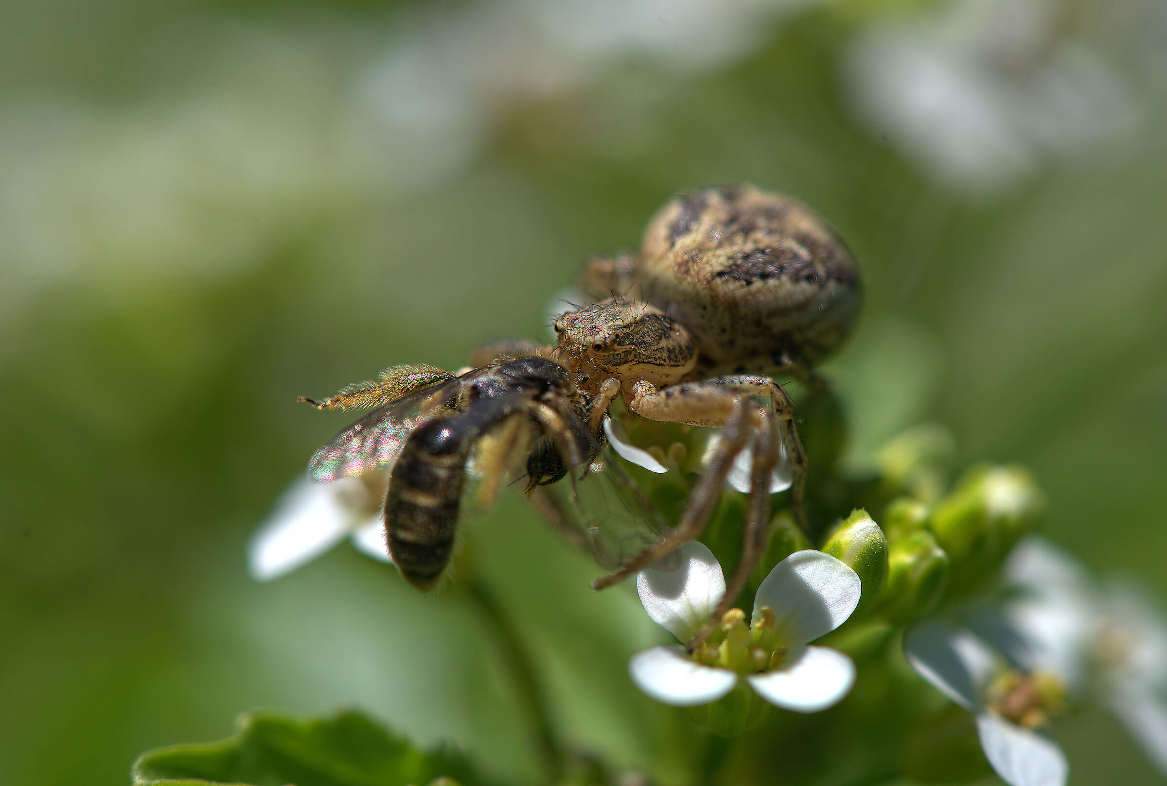 Ragno granchio con preda