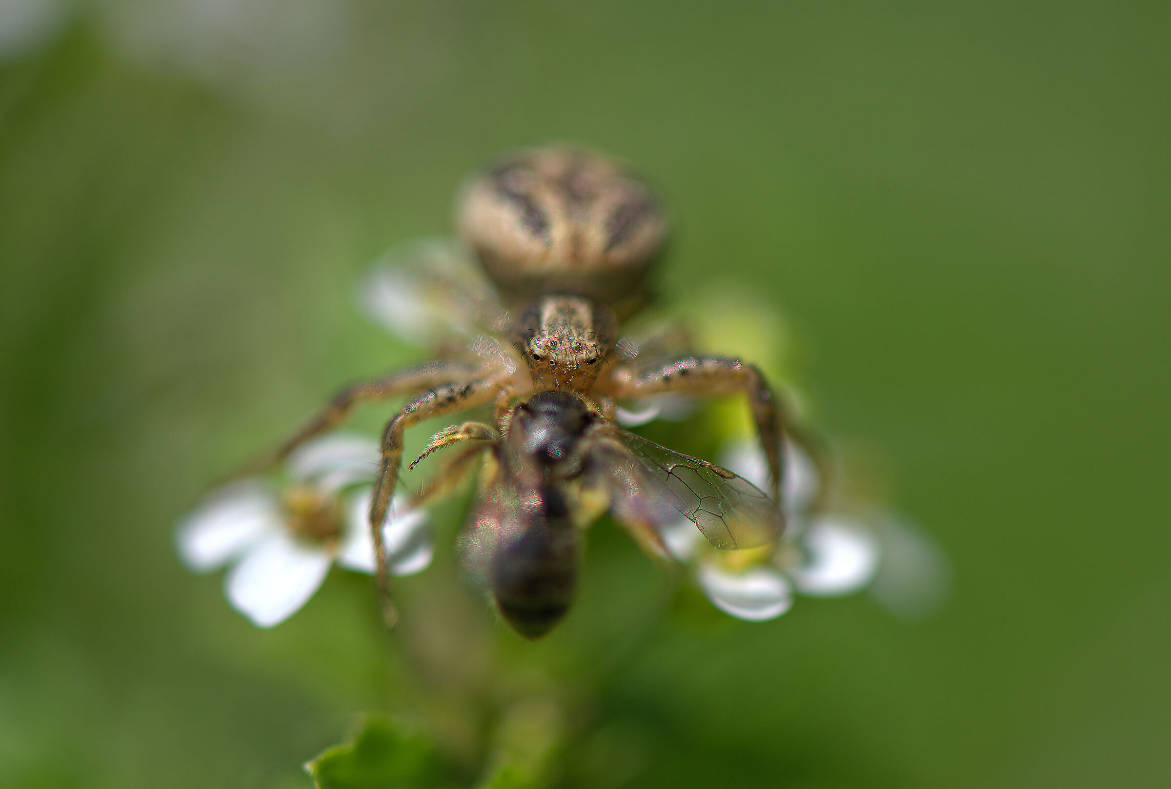 Ragno granchio con preda