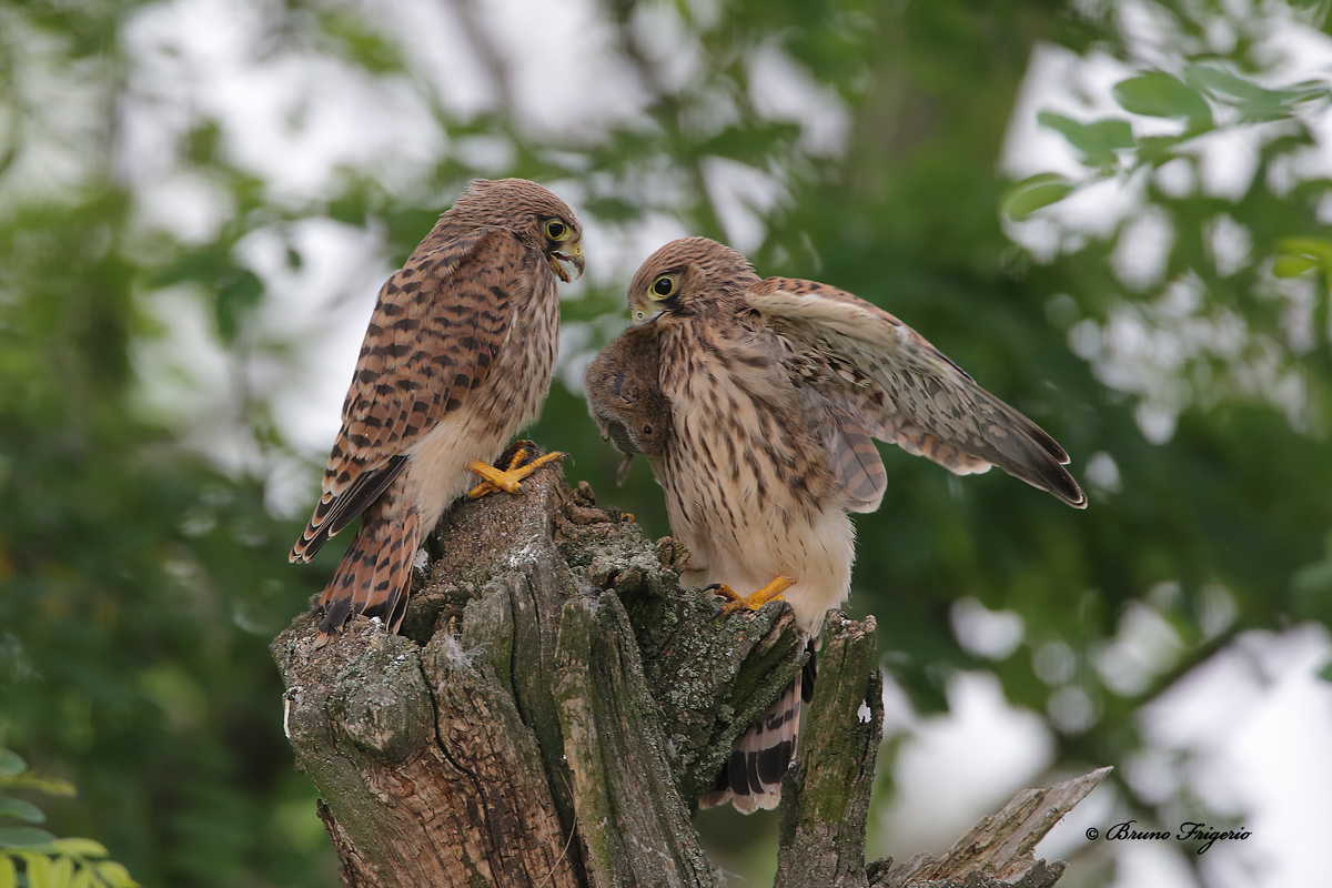 young kestrels, breakfast