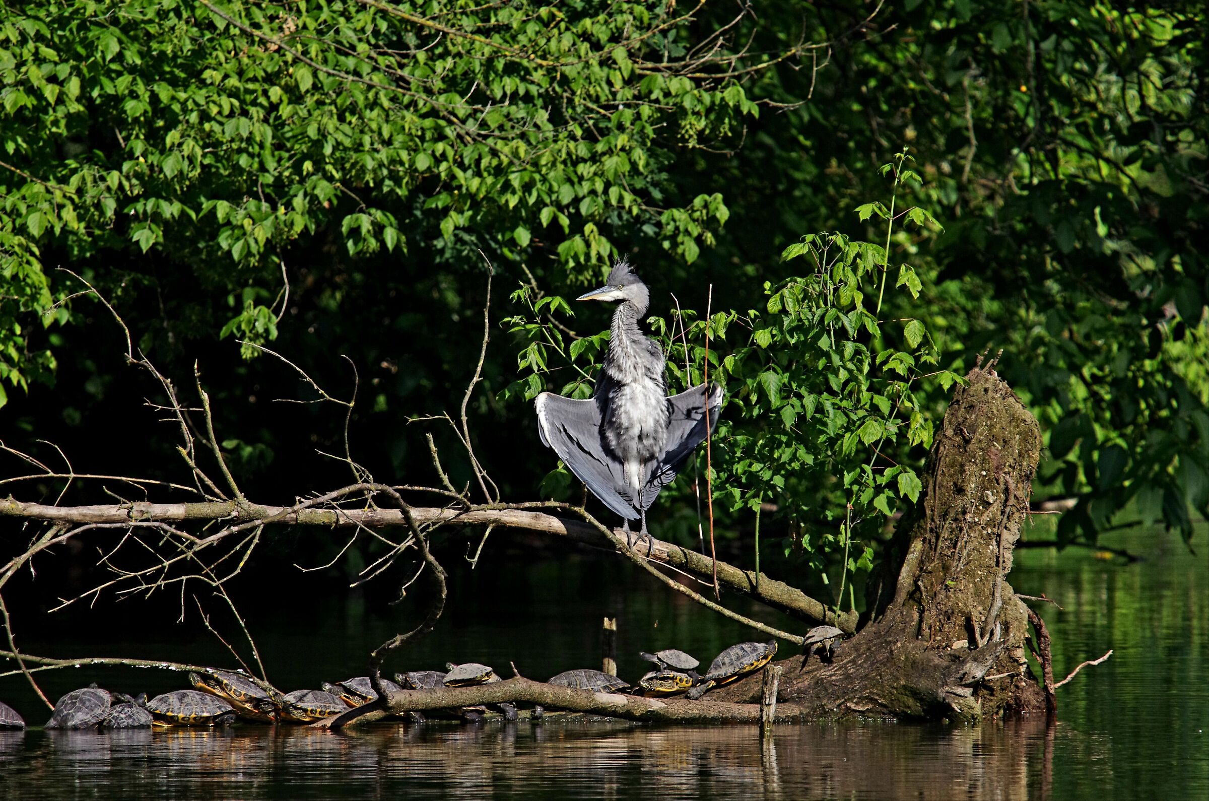 Herons