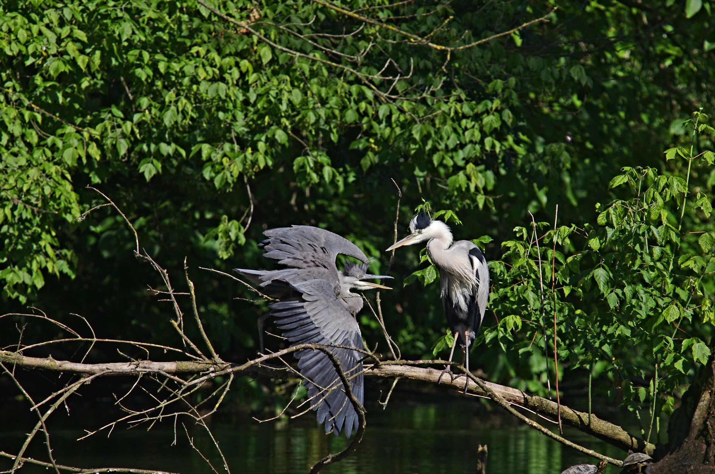 Herons