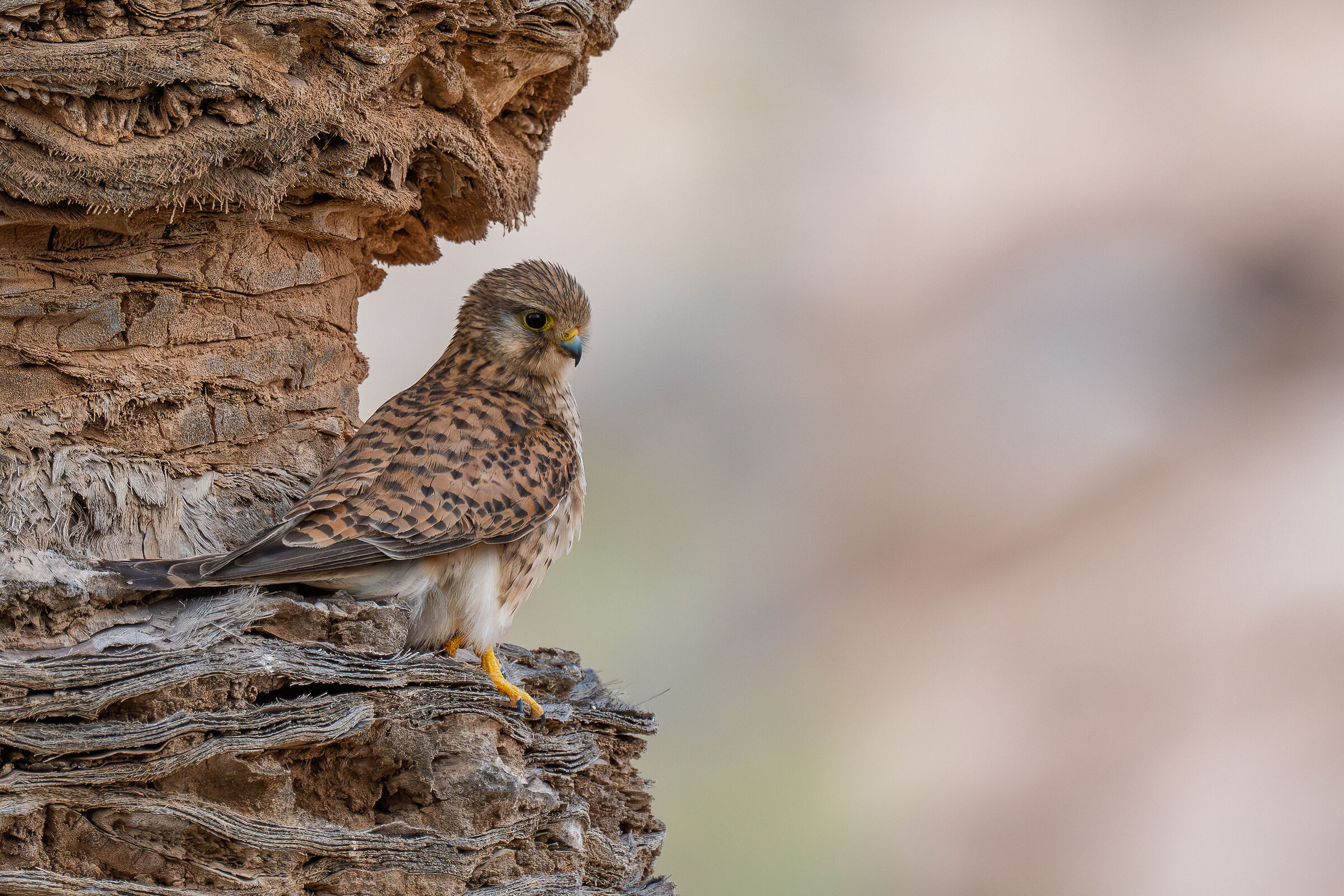 Kestrel (ssp. dacotiae)