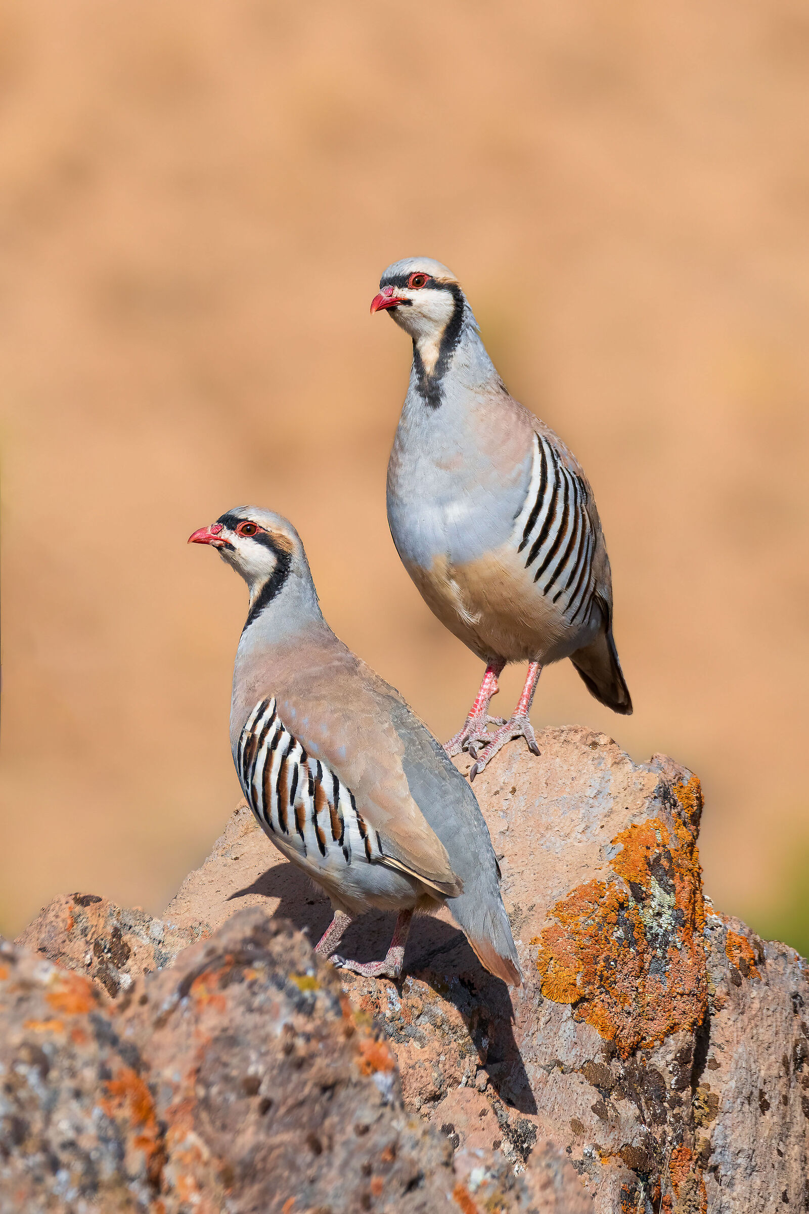 Chukar partridge