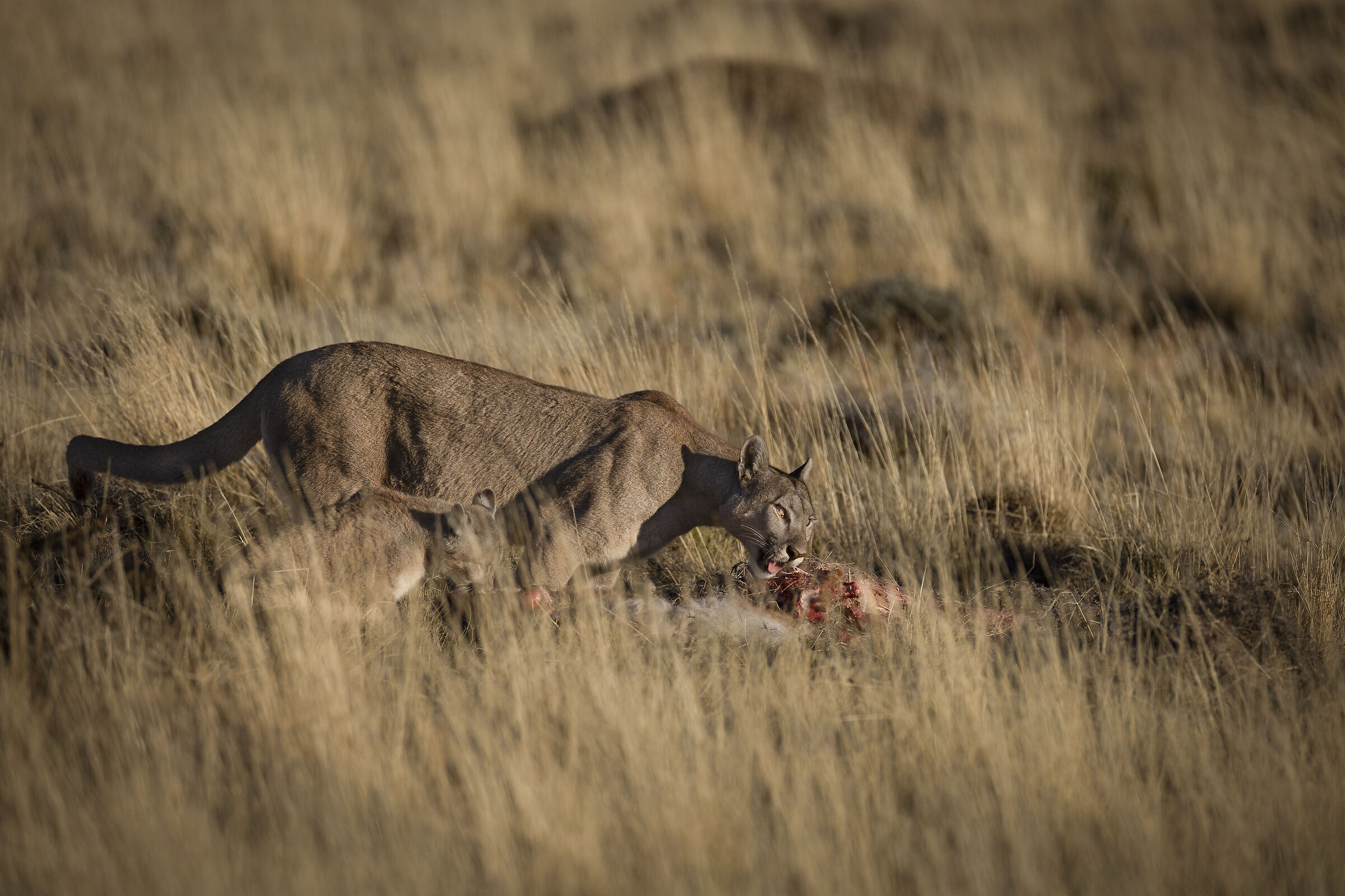 The meal of Petaca and one of her puppies