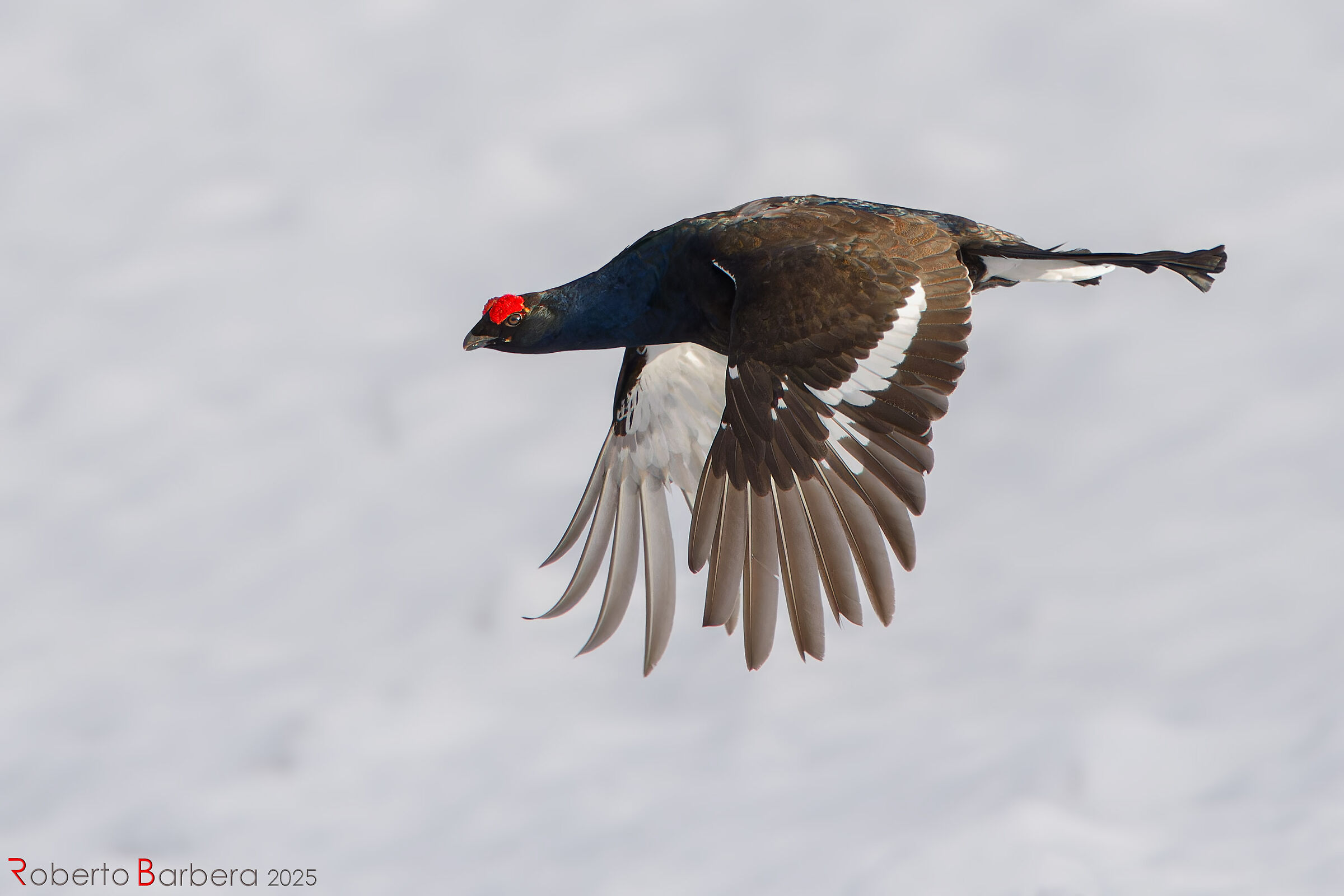 Gallo forcello in volo