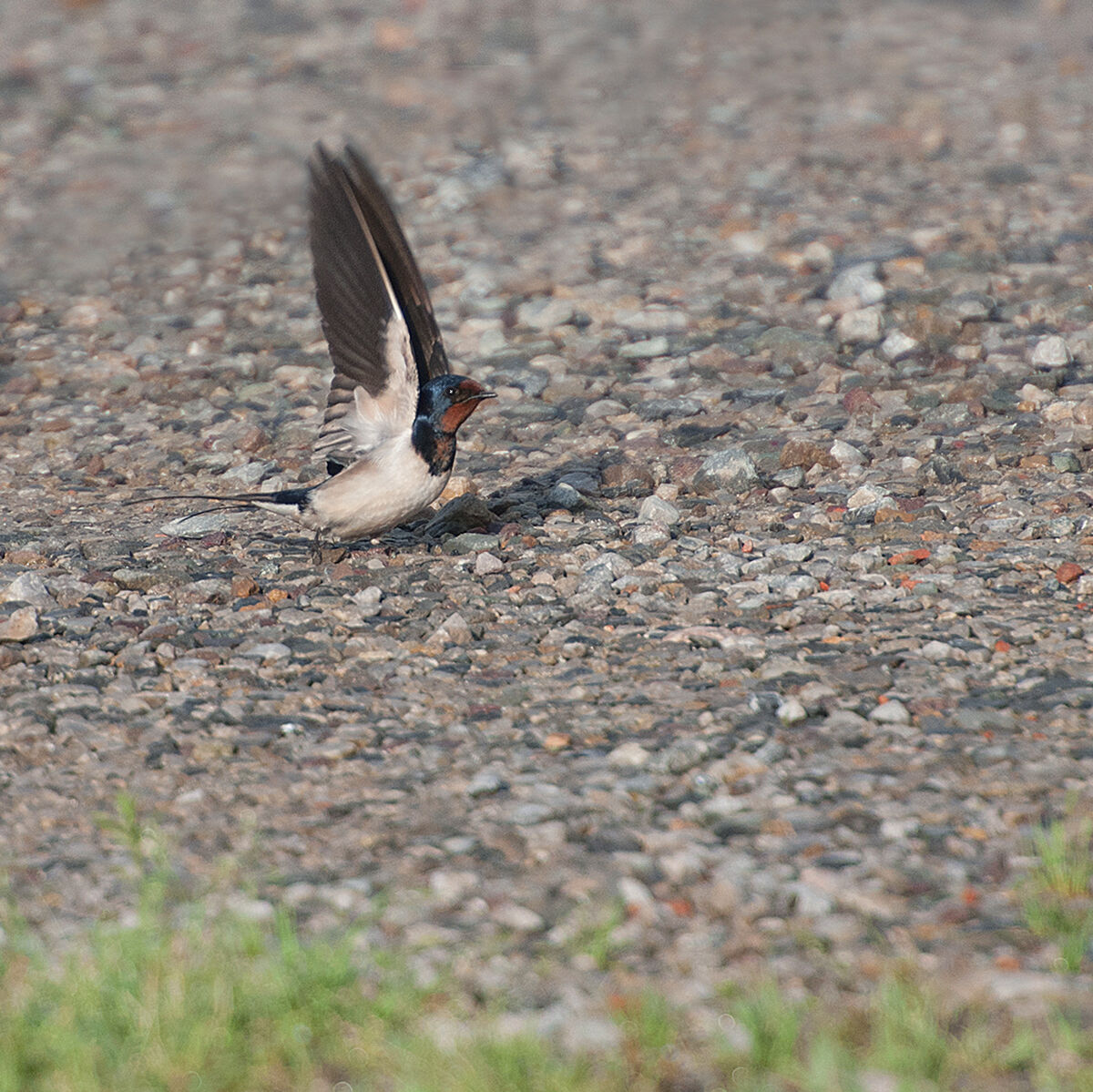 Swallow