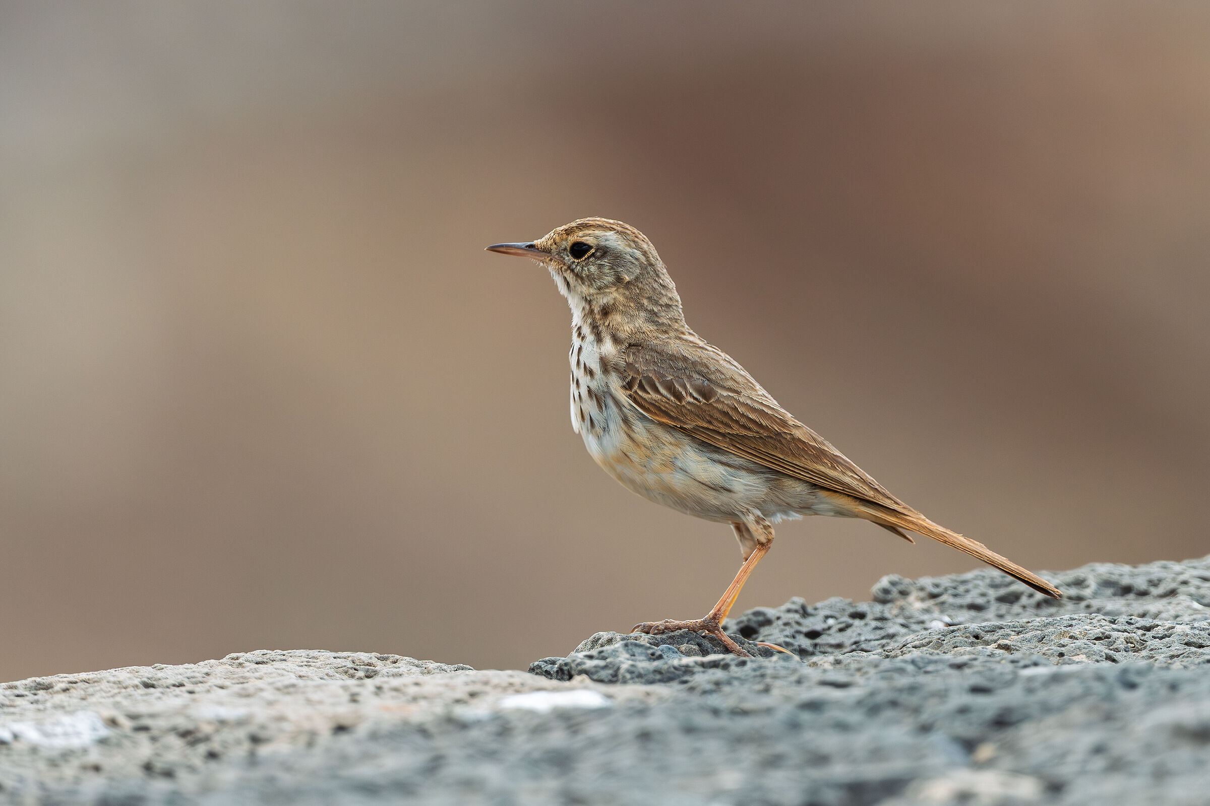 Pispola of Berthelot