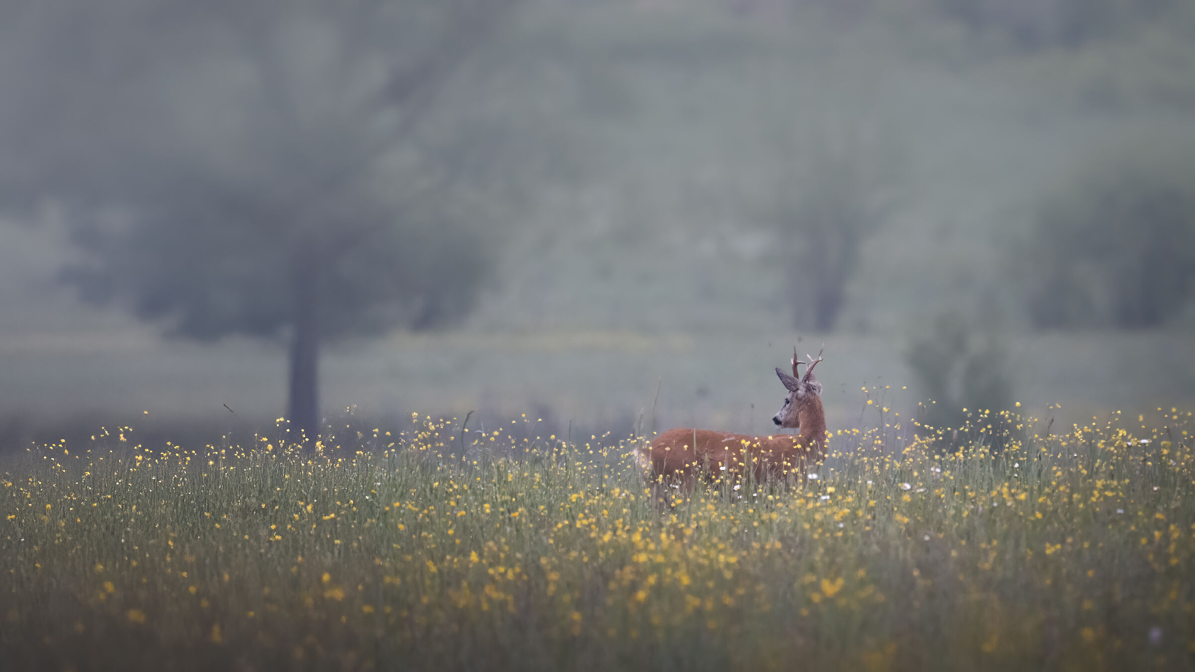 Sunrise in the rain, roe deer among the flowers