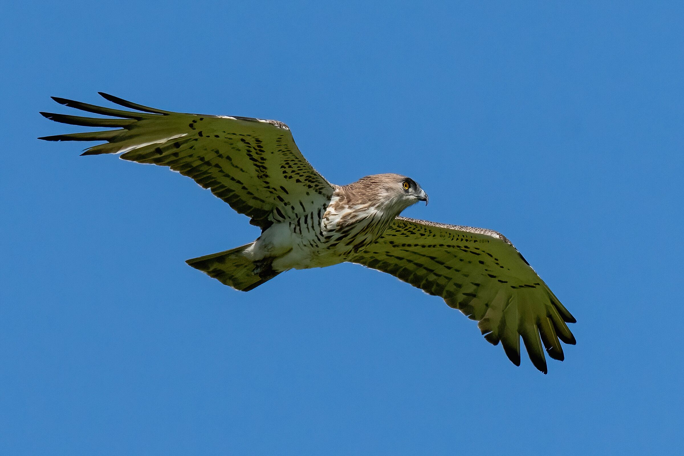 Biancone (Circaetus gallicus)