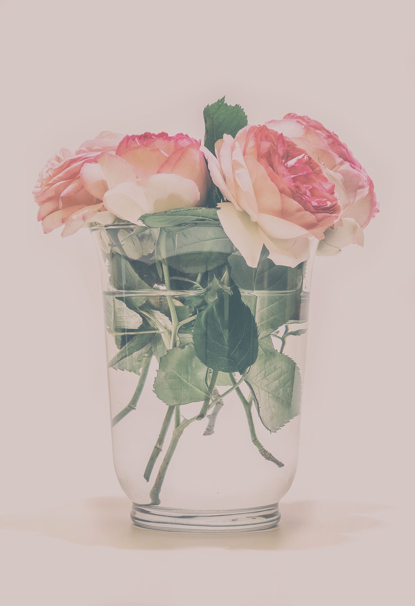 Roses