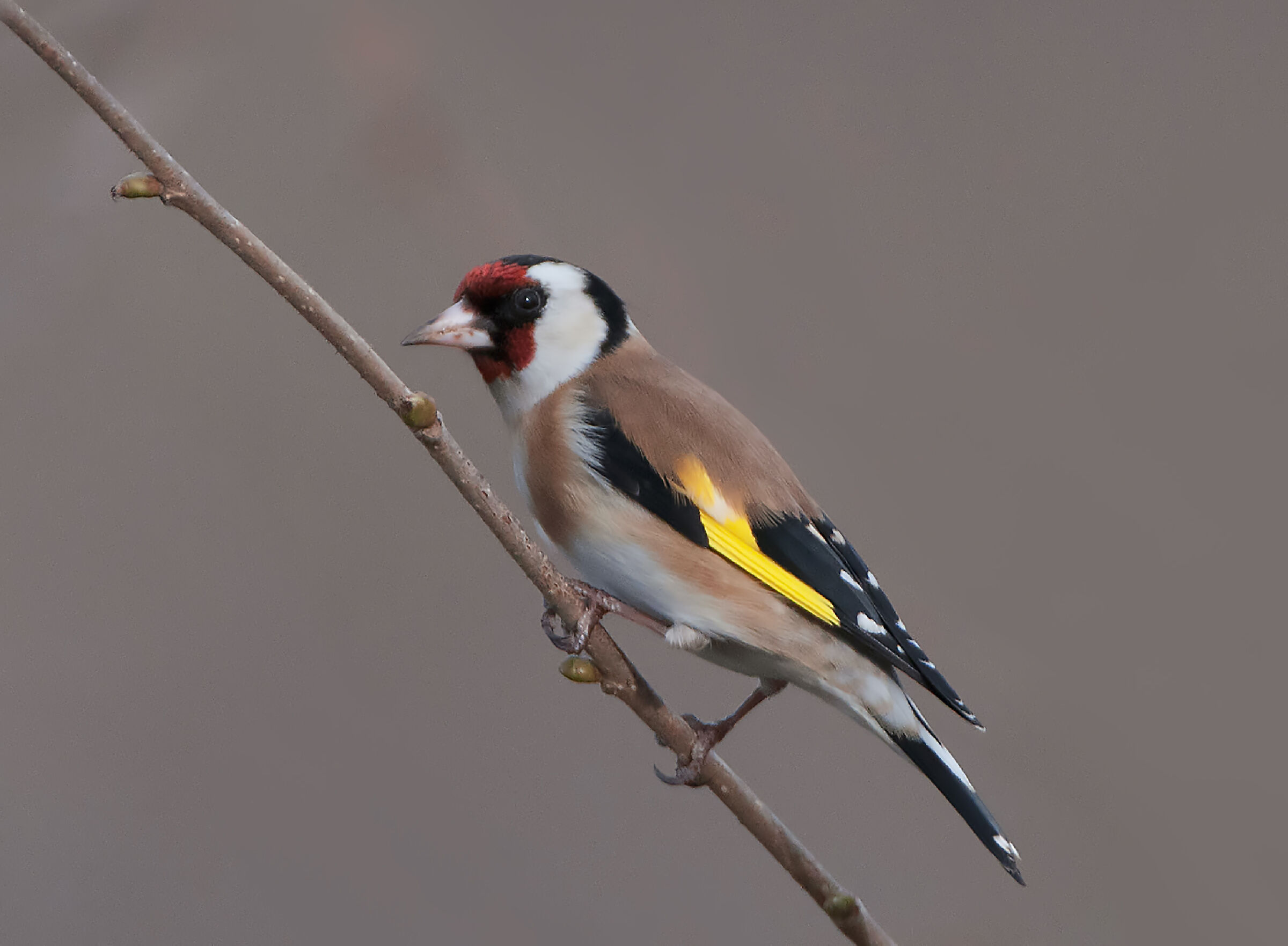 Goldfinch