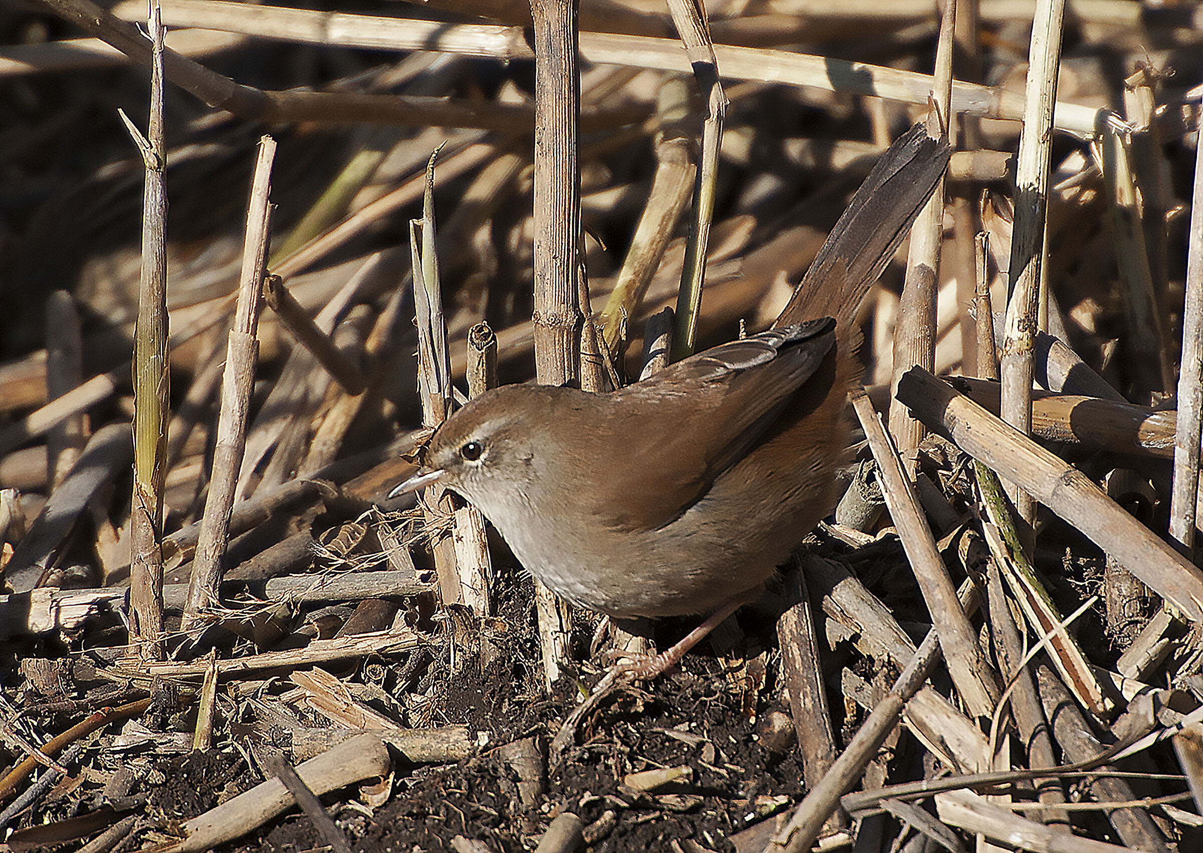 River nightingale