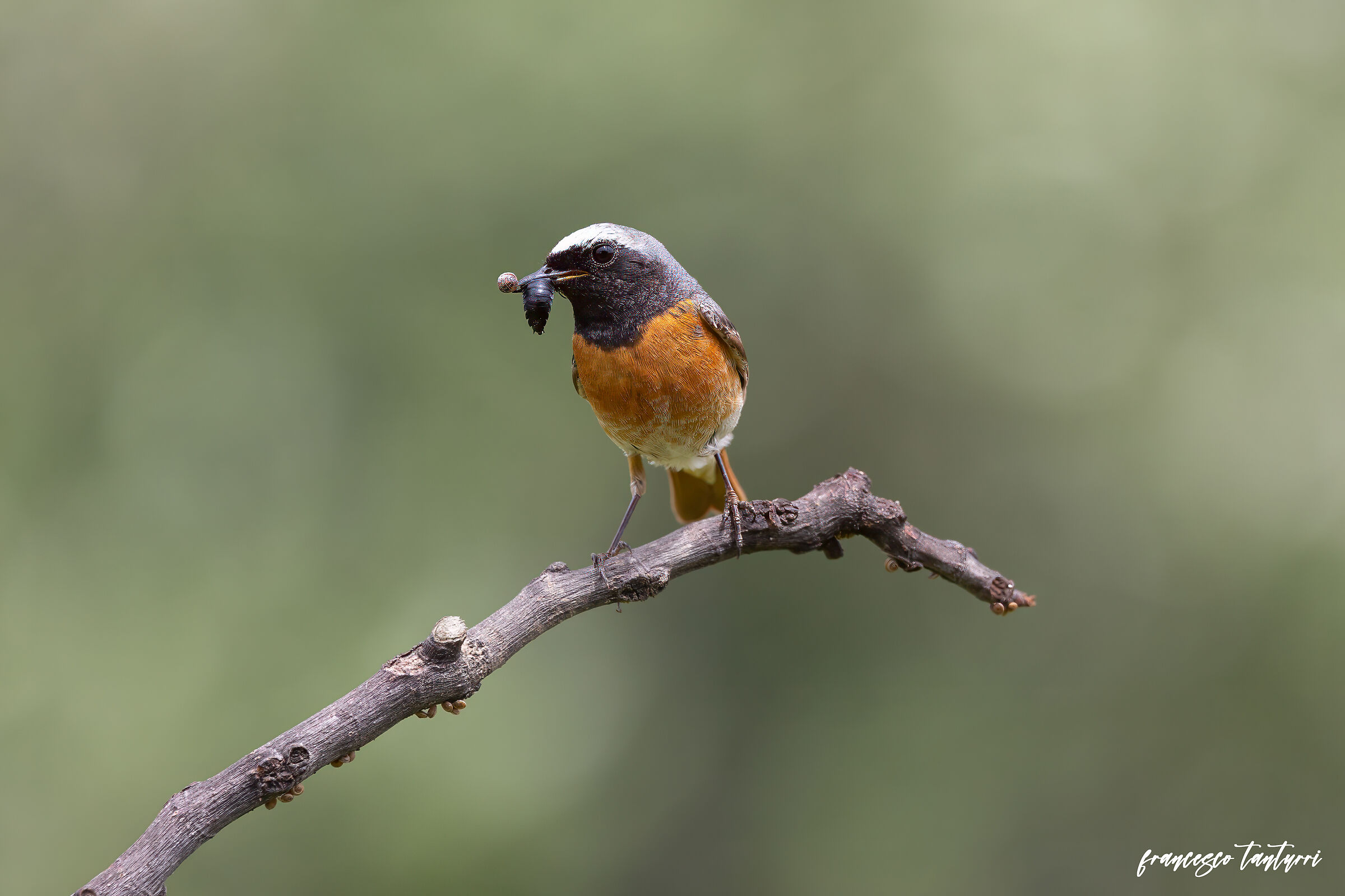 Redstart with prey