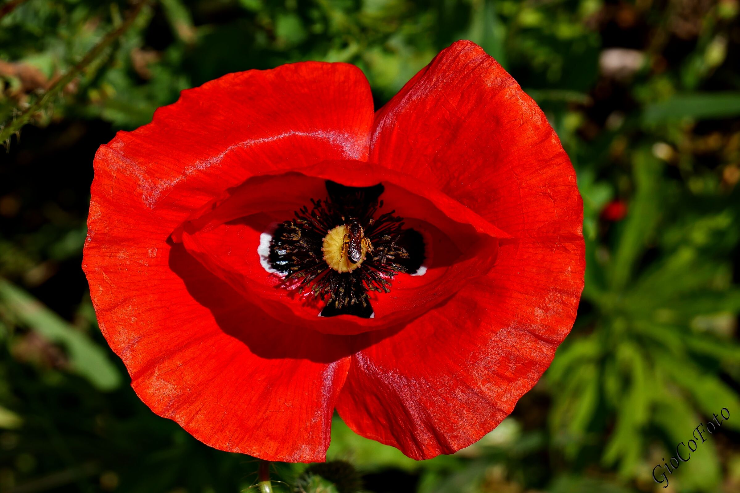 Sulla Croce di Malta
