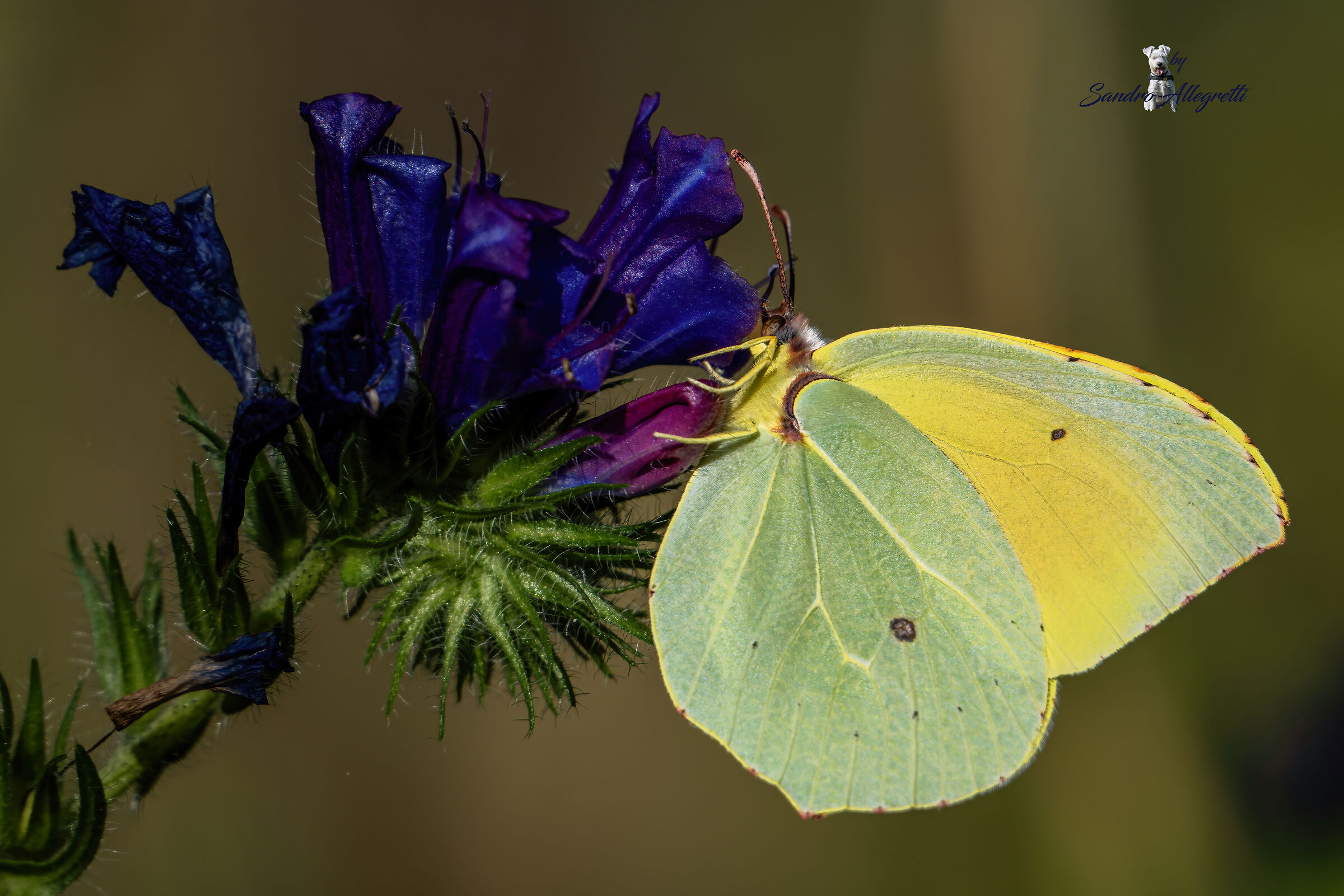 Gonepteryx cleopatra + (Echium plantagineum)