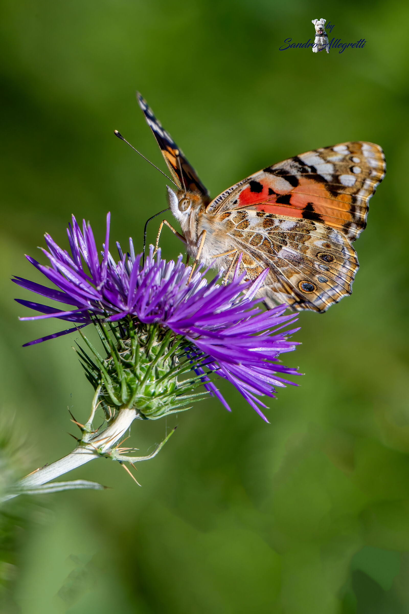 La vanessa del cardo (Vanessa cardui)