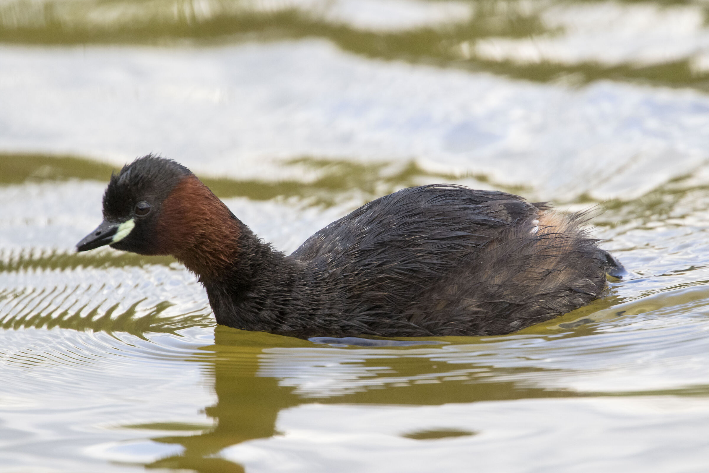 Dabchick