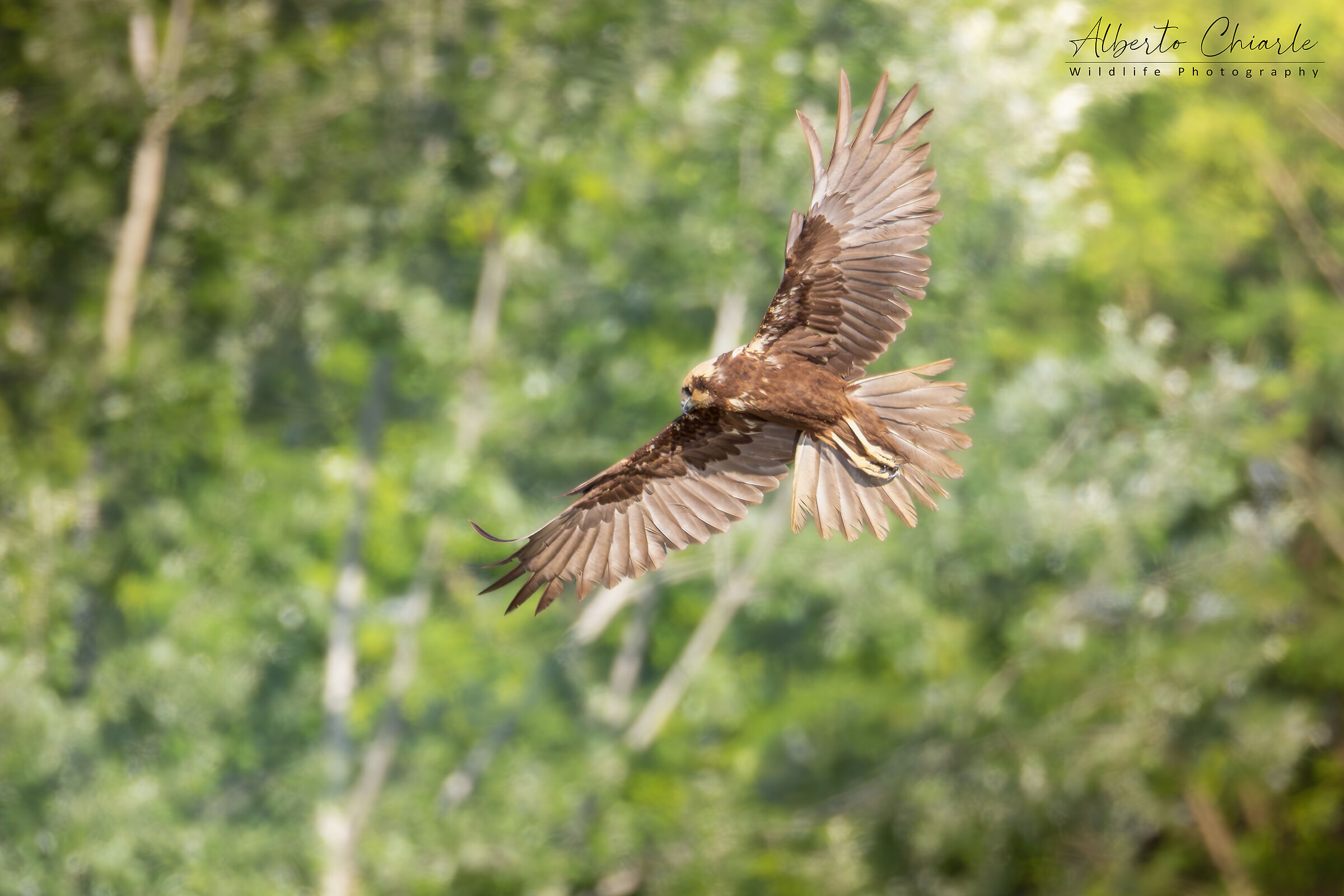 Marsh Harrier