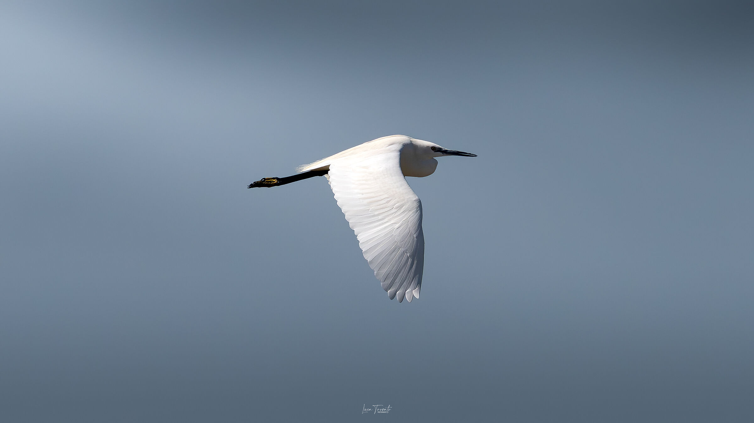 Garzetta Egretta