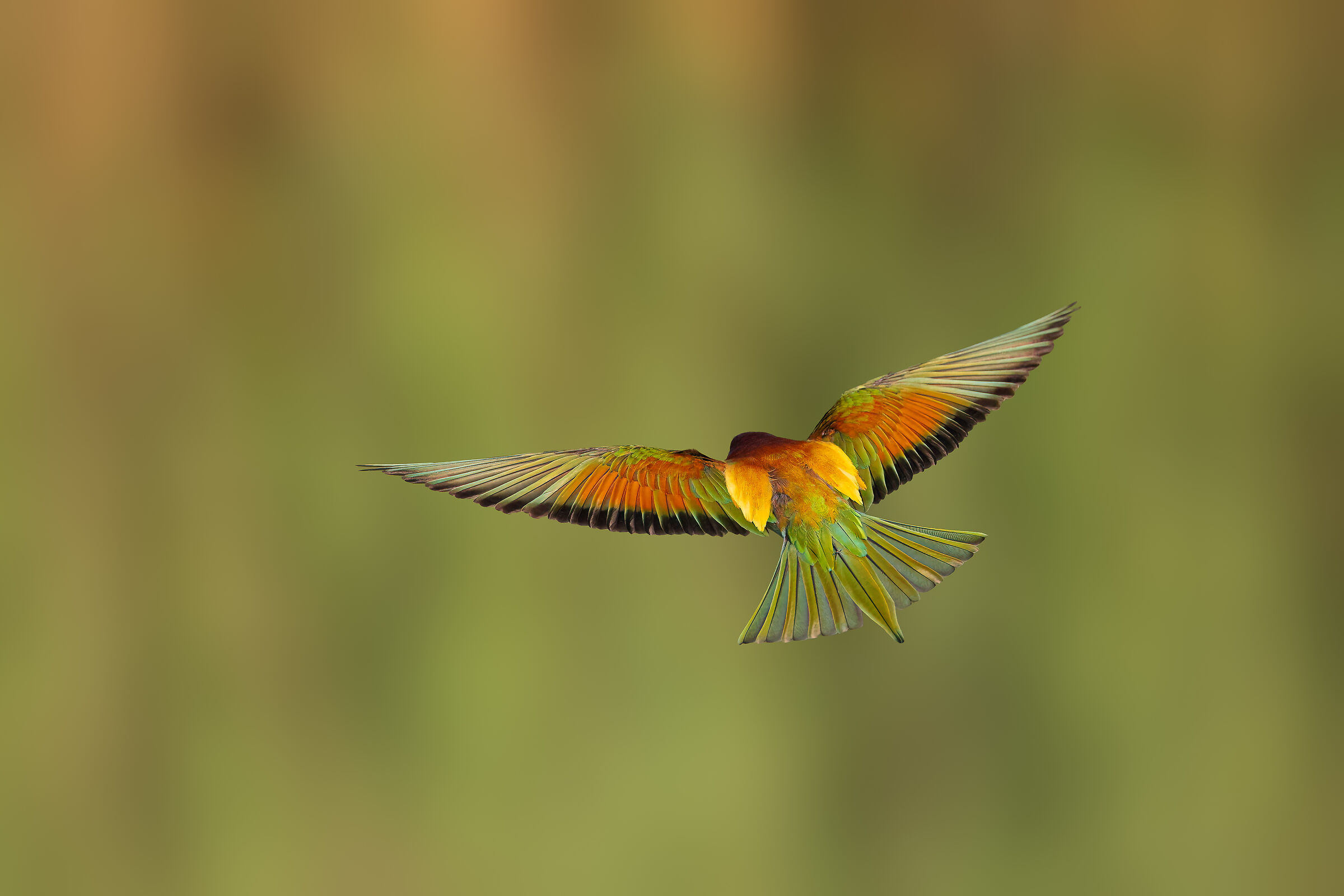 Evening flight