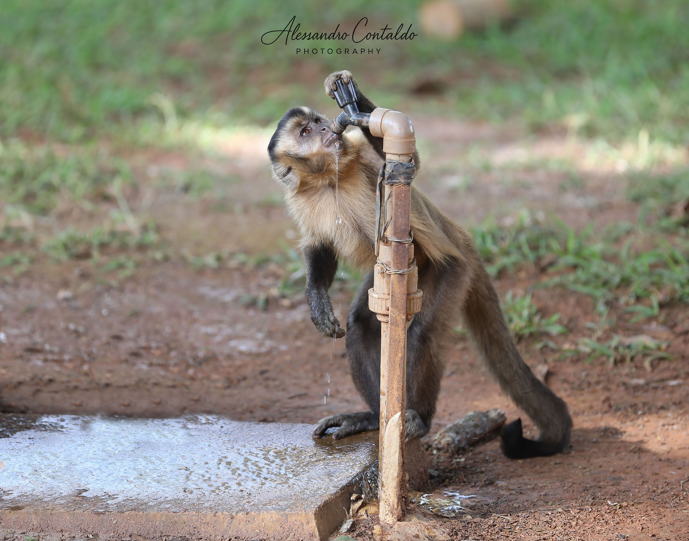 mi faccio una bevuta