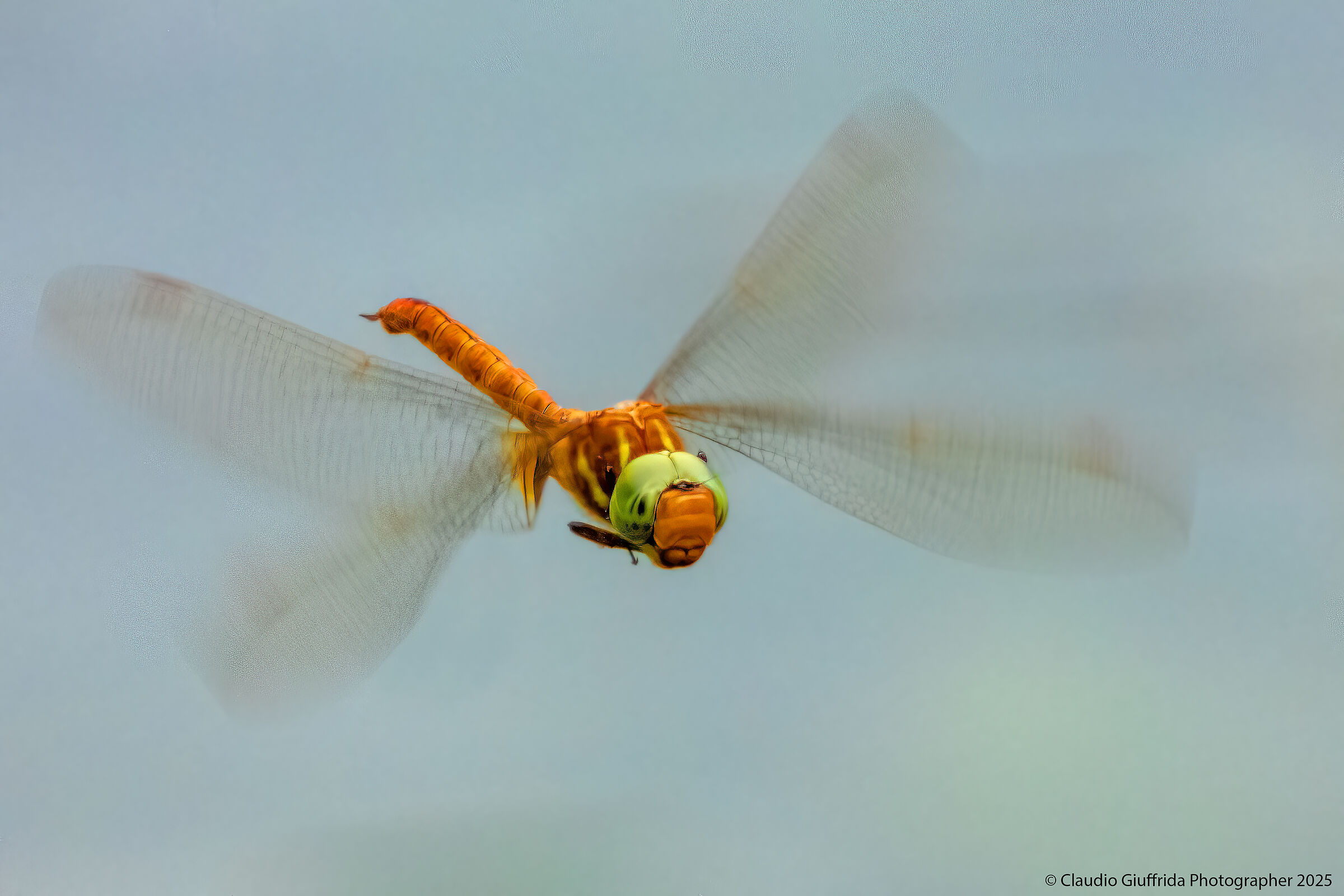 Dragonfly in flight